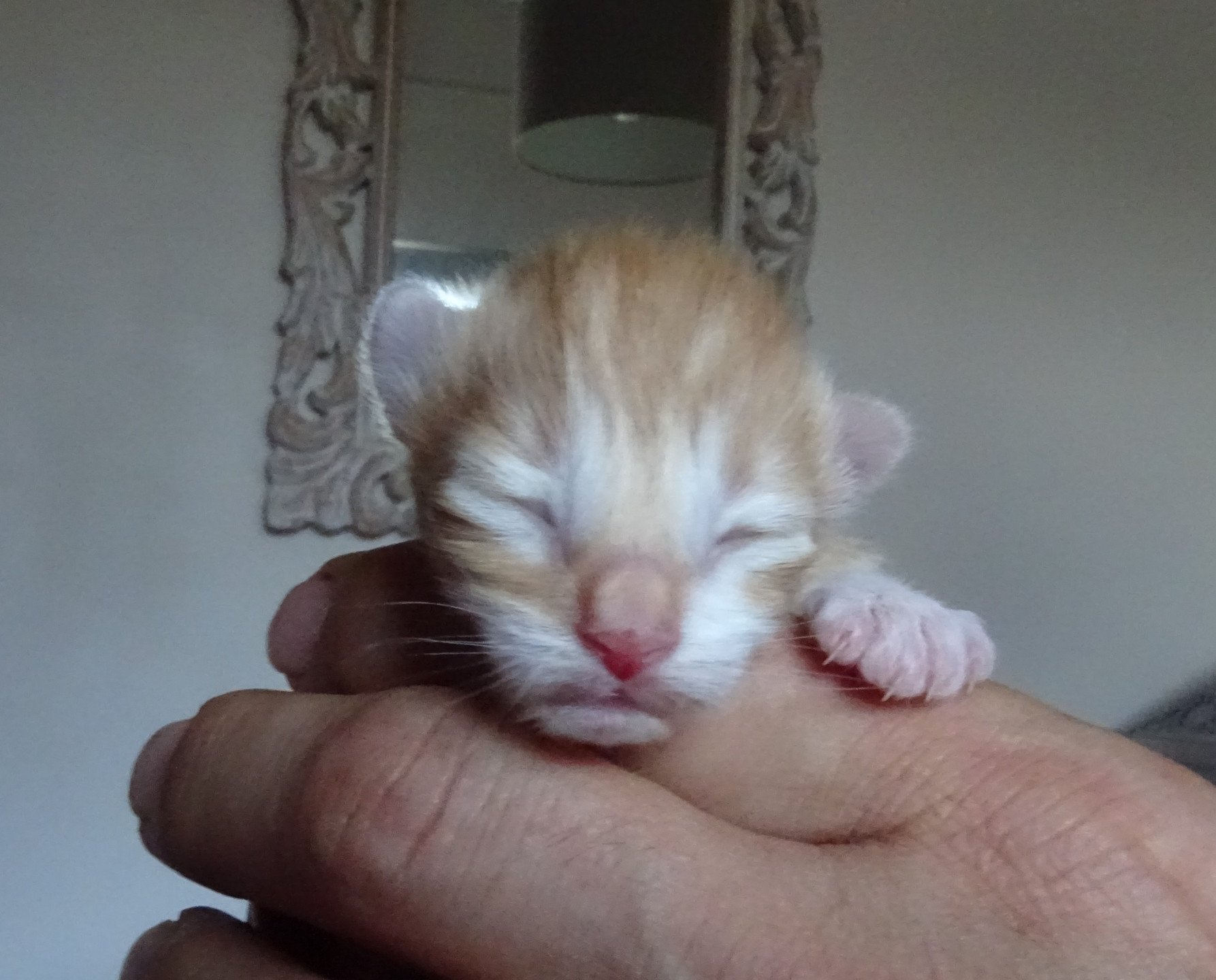 chaton Norvégien red mackerel tabby & blanc Chatterie des Princes de Norvège