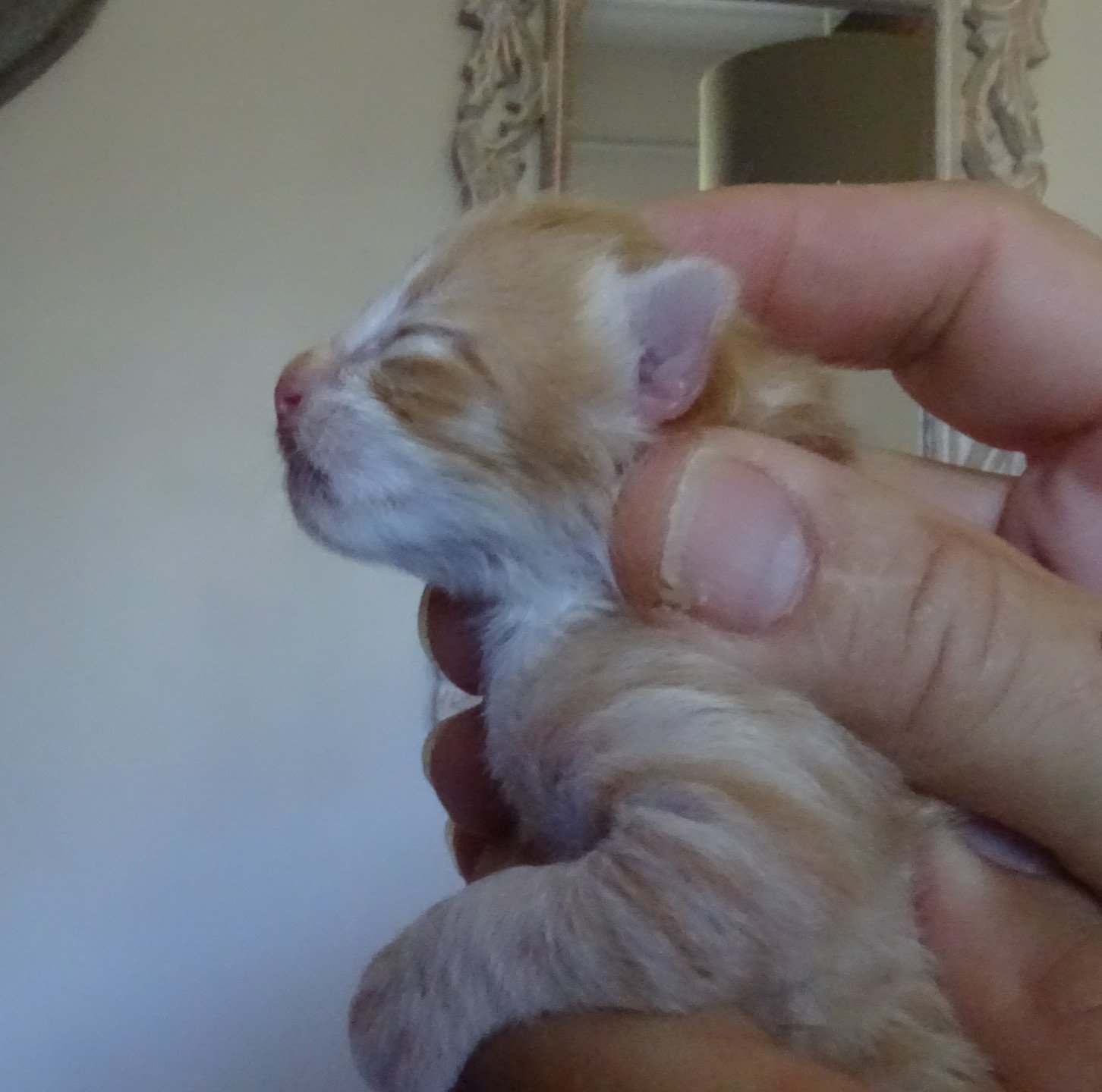 chaton Norvégien red mackerel tabby & blanc Tristan Chatterie des Princes de Norvège