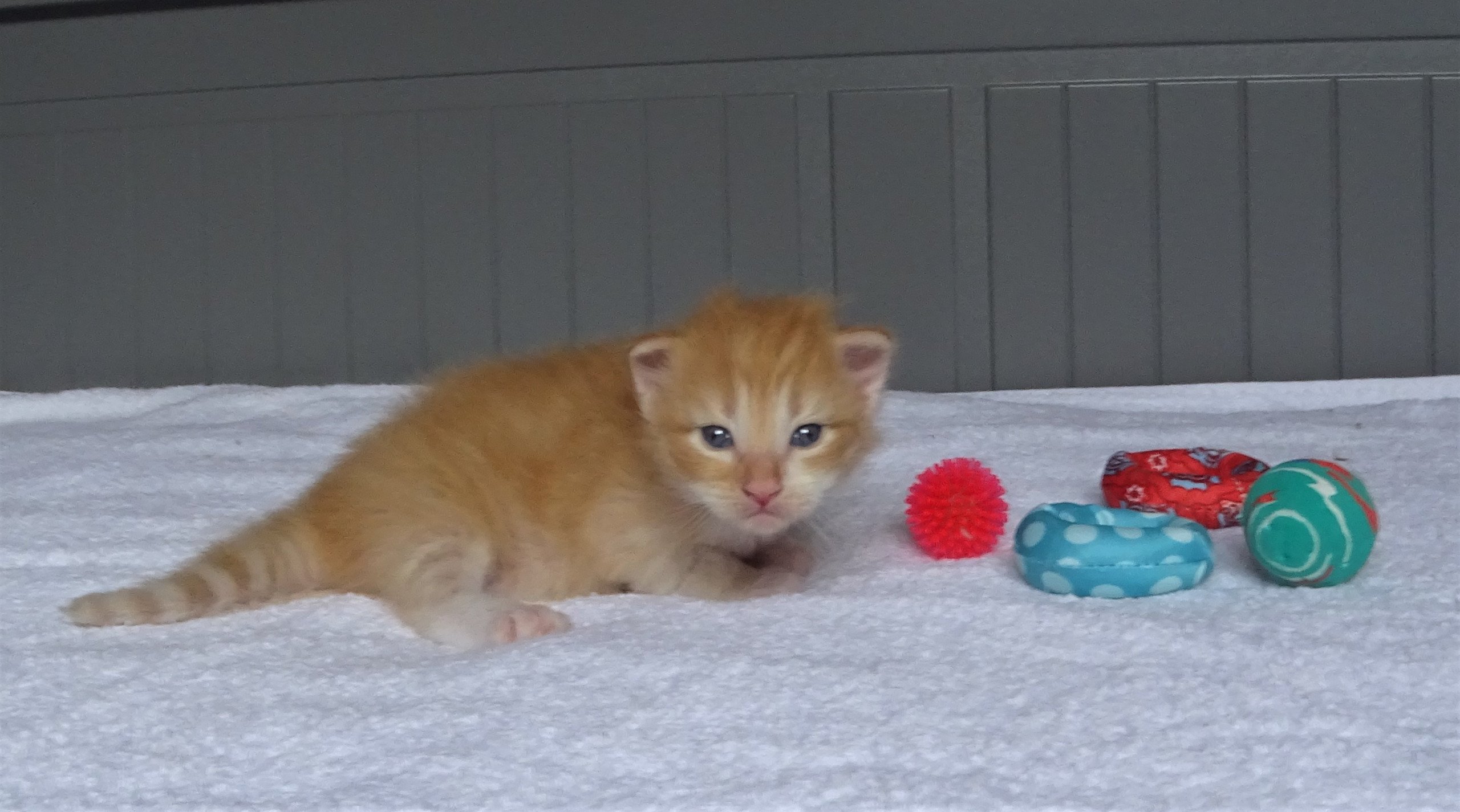 chaton Norvégien red mackerel tabby & blanc Tristan Chatterie des Princes de Norvège