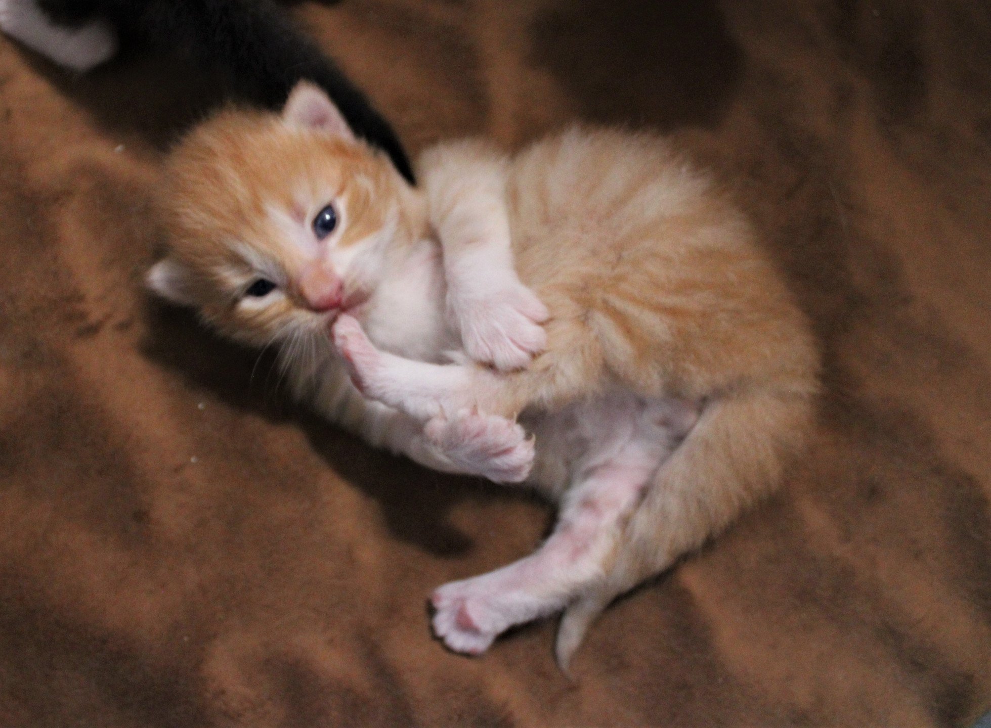 chaton Norvégien red mackerel tabby & blanc Tristan Chatterie des Princes de Norvège