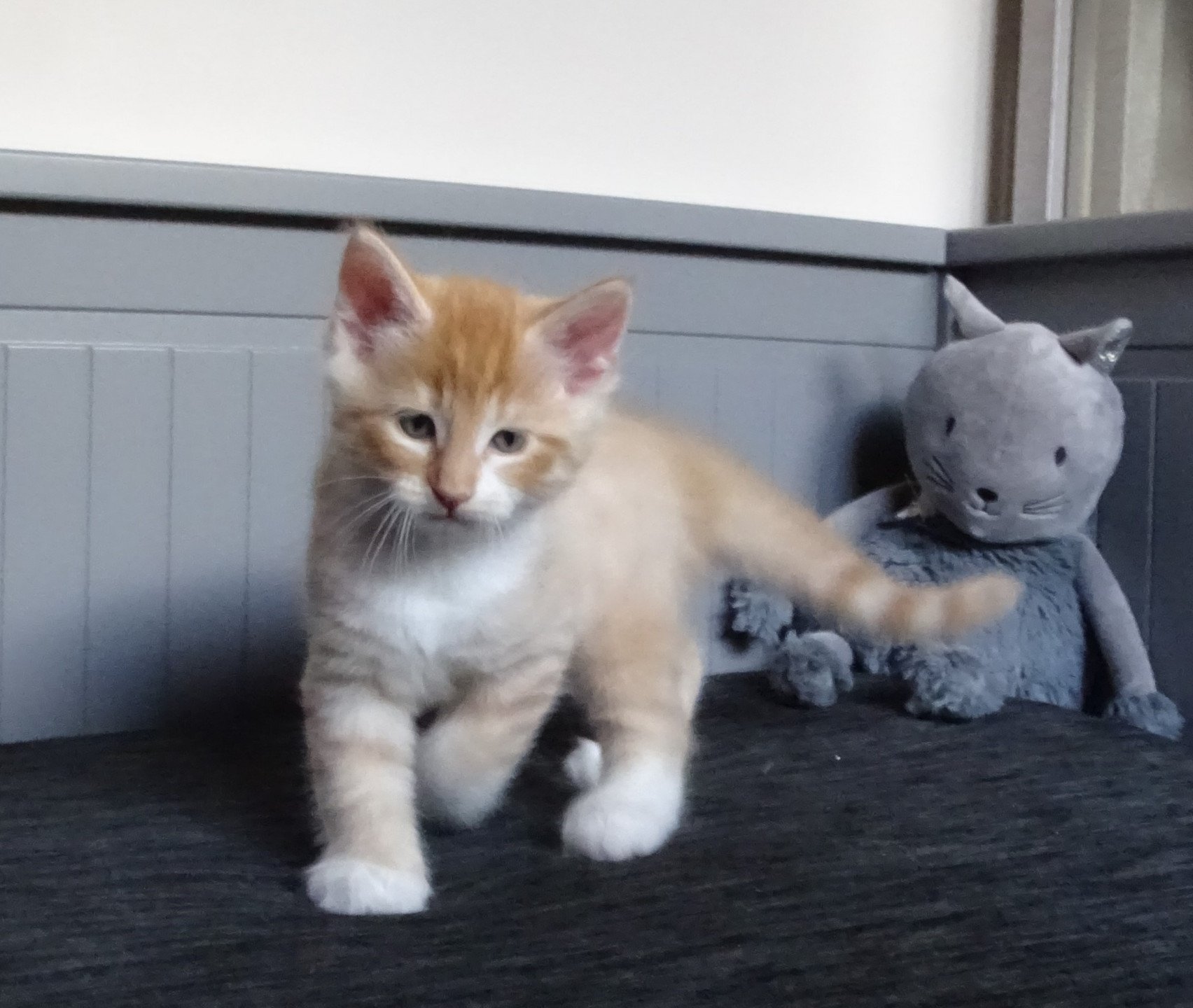 chaton Norvégien red mackerel tabby & blanc Tristan Chatterie des Princes de Norvège