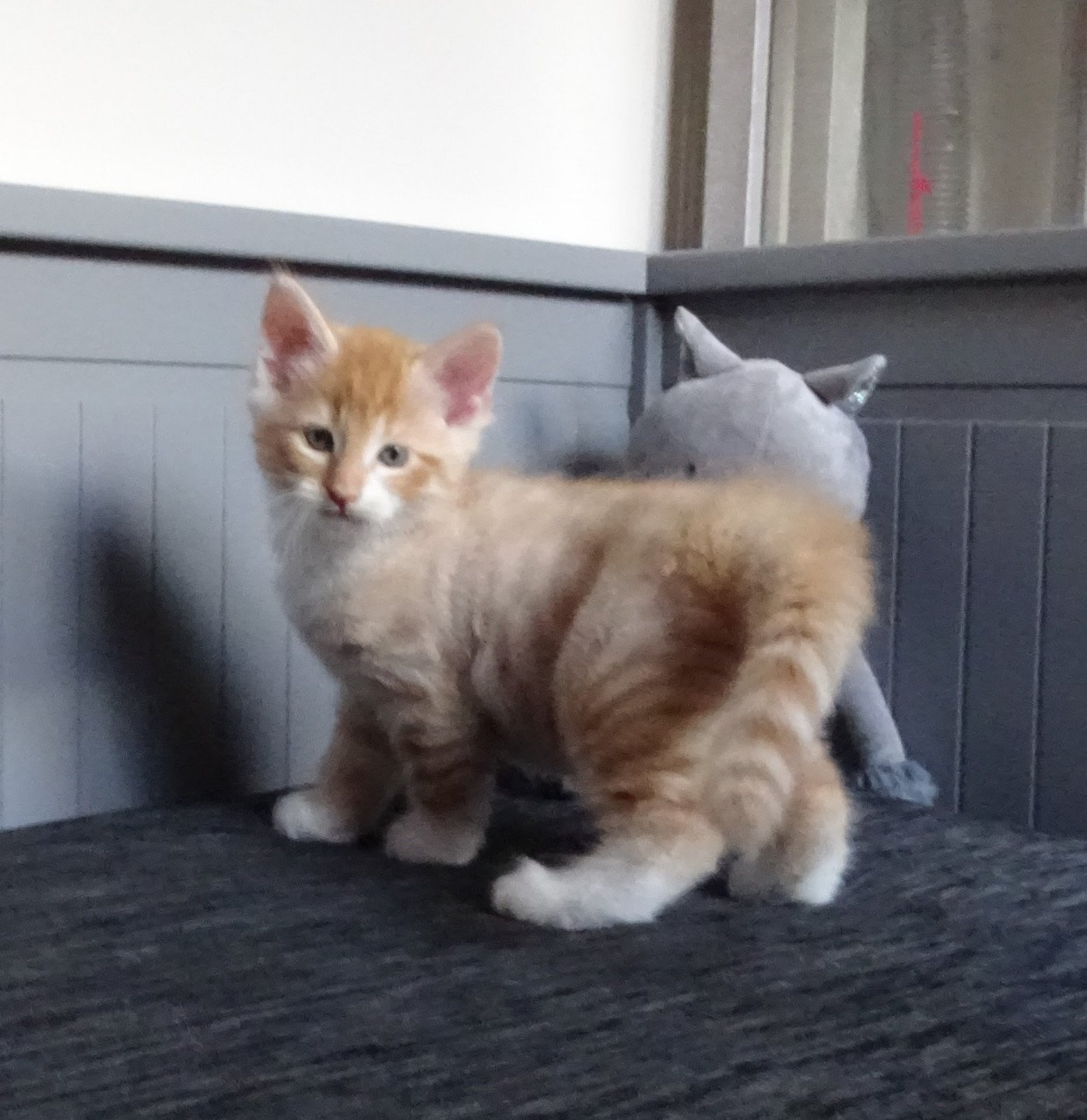 chaton Norvégien red mackerel tabby & blanc Tristan Chatterie des Princes de Norvège
