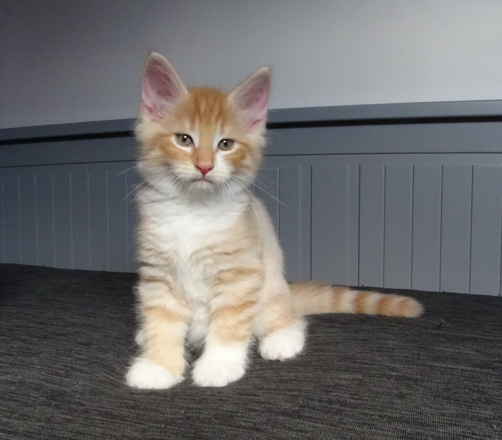 chaton Norvégien red mackerel tabby & blanc Tristan Chatterie des Princes de Norvège