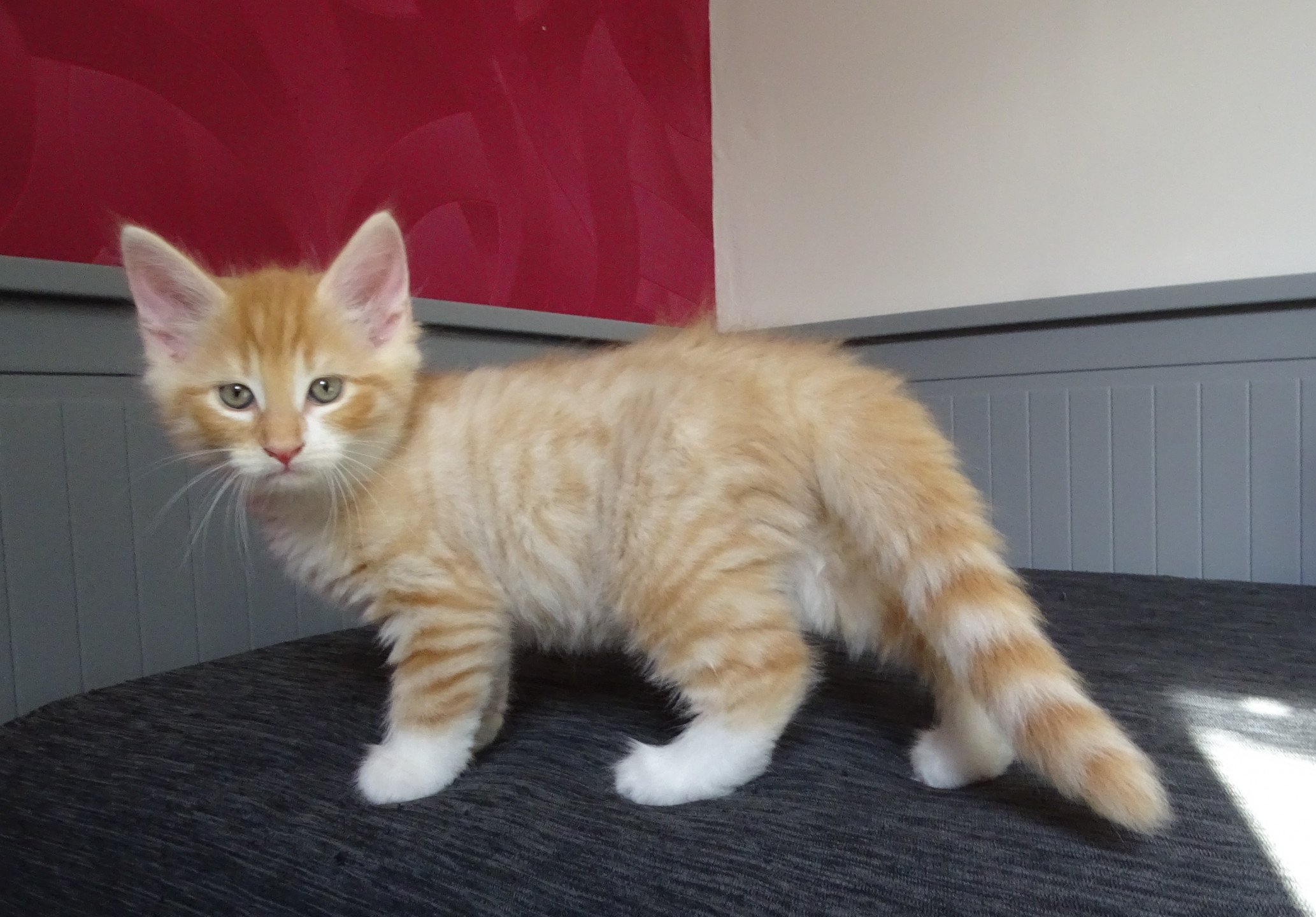 chaton Norvégien red mackerel tabby & blanc Tristan Chatterie des Princes de Norvège