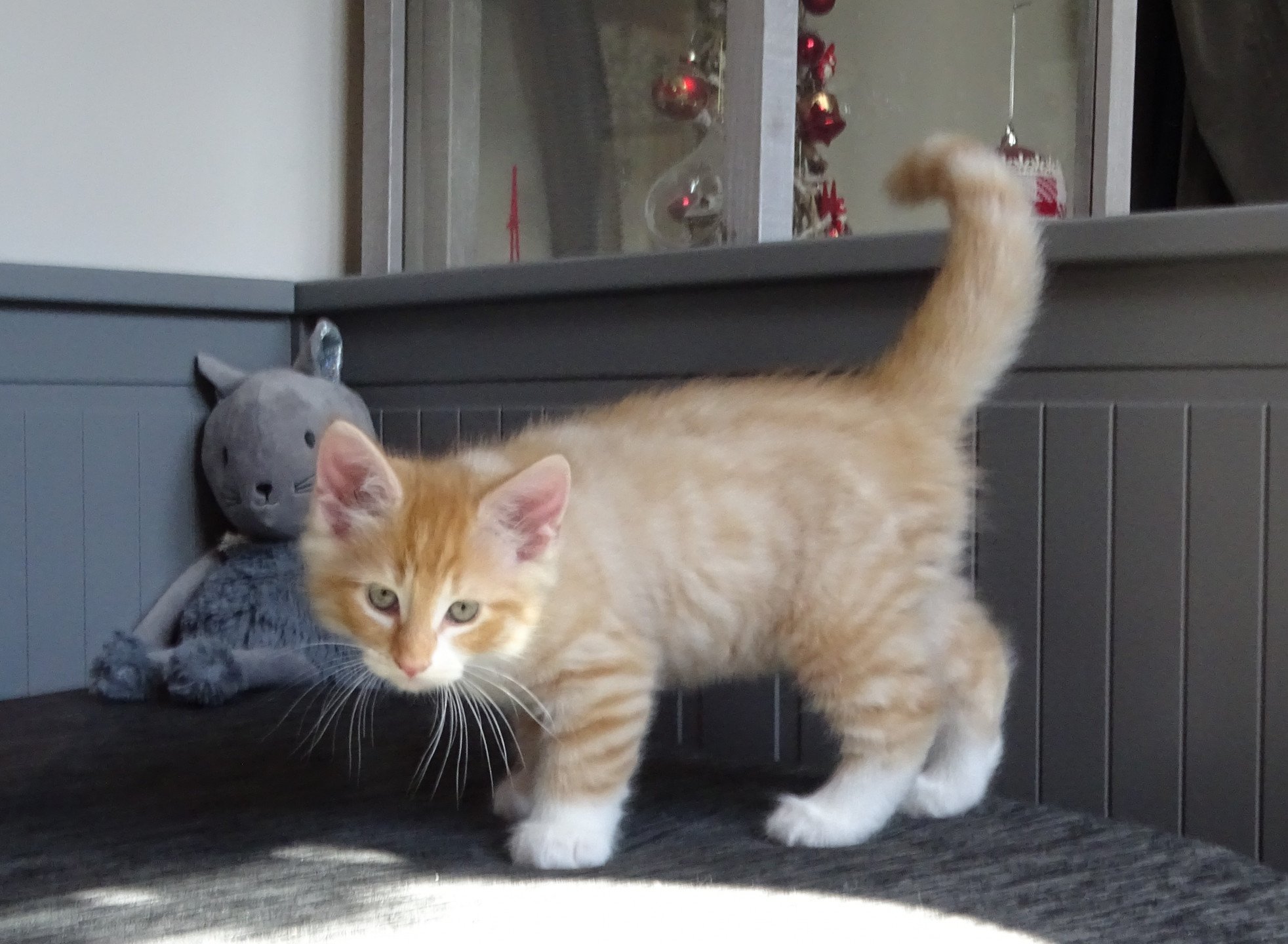 chaton Norvégien red mackerel tabby & blanc Tristan Chatterie des Princes de Norvège