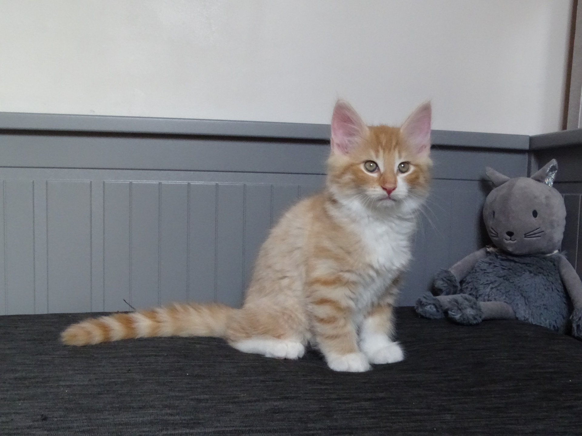 chaton Norvégien red mackerel tabby & blanc Tristan Chatterie des Princes de Norvège