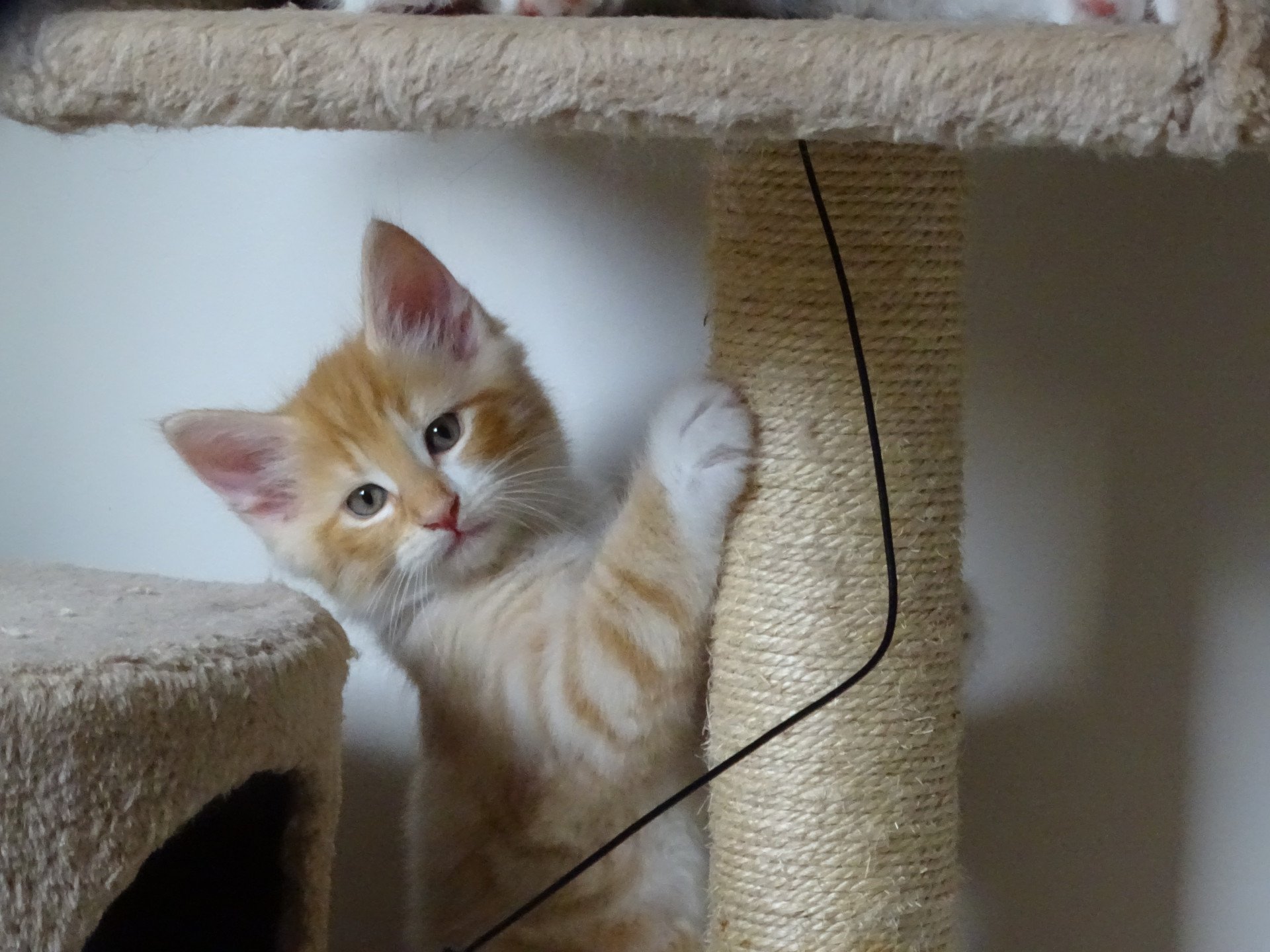 chaton Norvégien red mackerel tabby & blanc Tristan Chatterie des Princes de Norvège