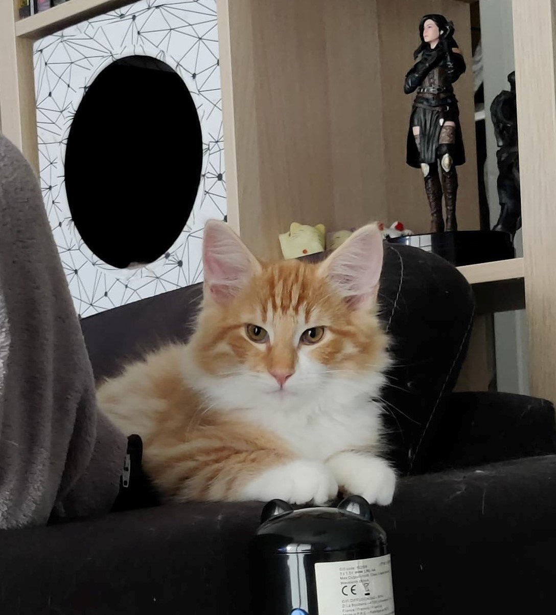 chaton Norvégien red mackerel tabby & blanc Tristan Chatterie des Princes de Norvège