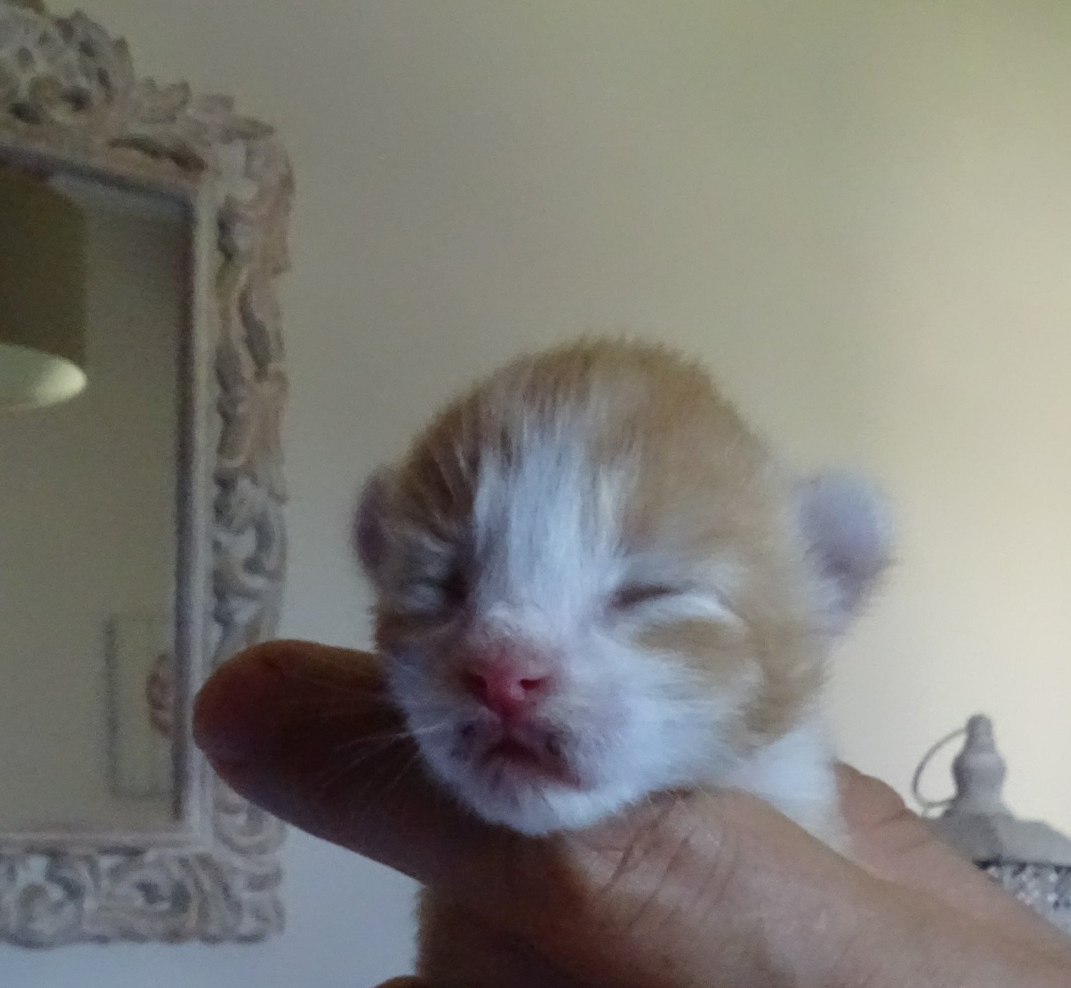 chaton Norvégien red mackerel tabby & blanc Chatterie des Princes de Norvège