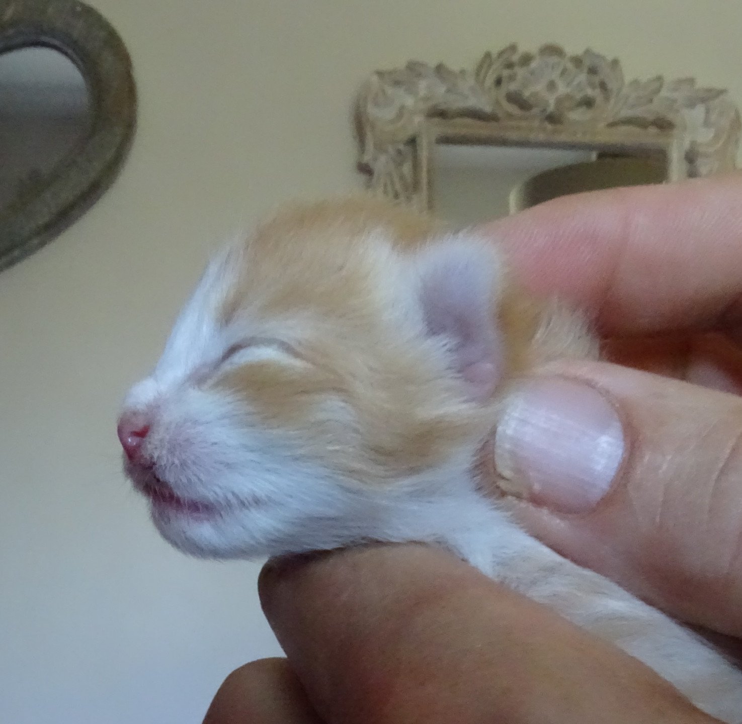 chaton Norvégien red mackerel tabby & blanc Tamara Chatterie des Princes de Norvège