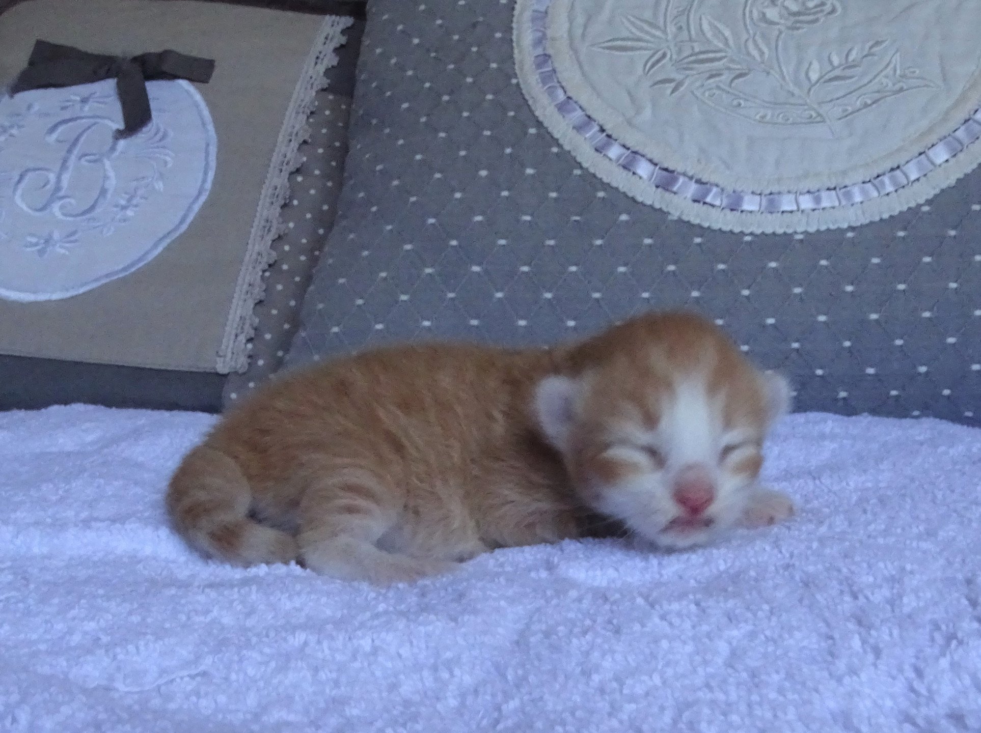 chaton Norvégien red mackerel tabby & blanc Tamara Chatterie des Princes de Norvège