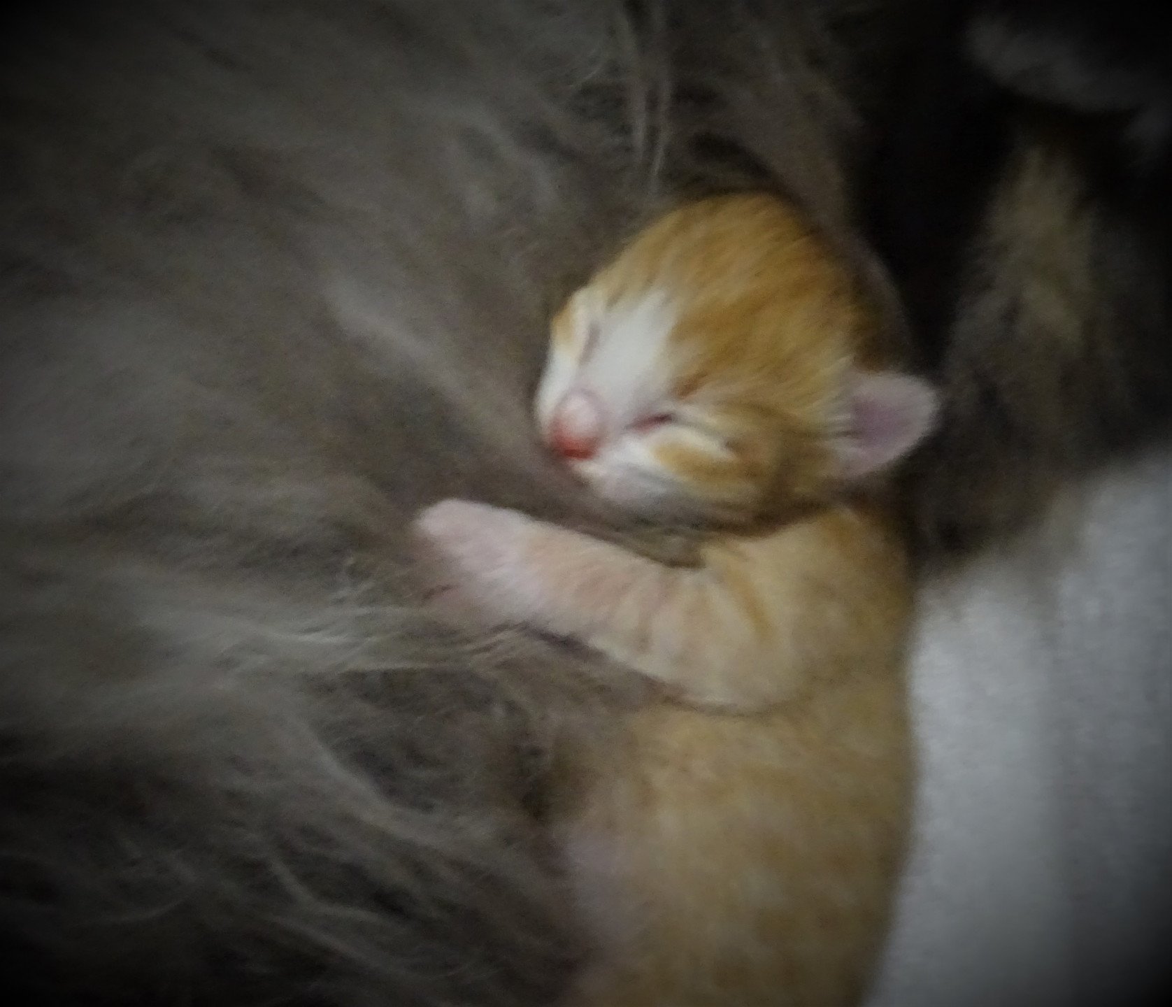 chaton Norvégien red mackerel tabby & blanc Tamara Chatterie des Princes de Norvège