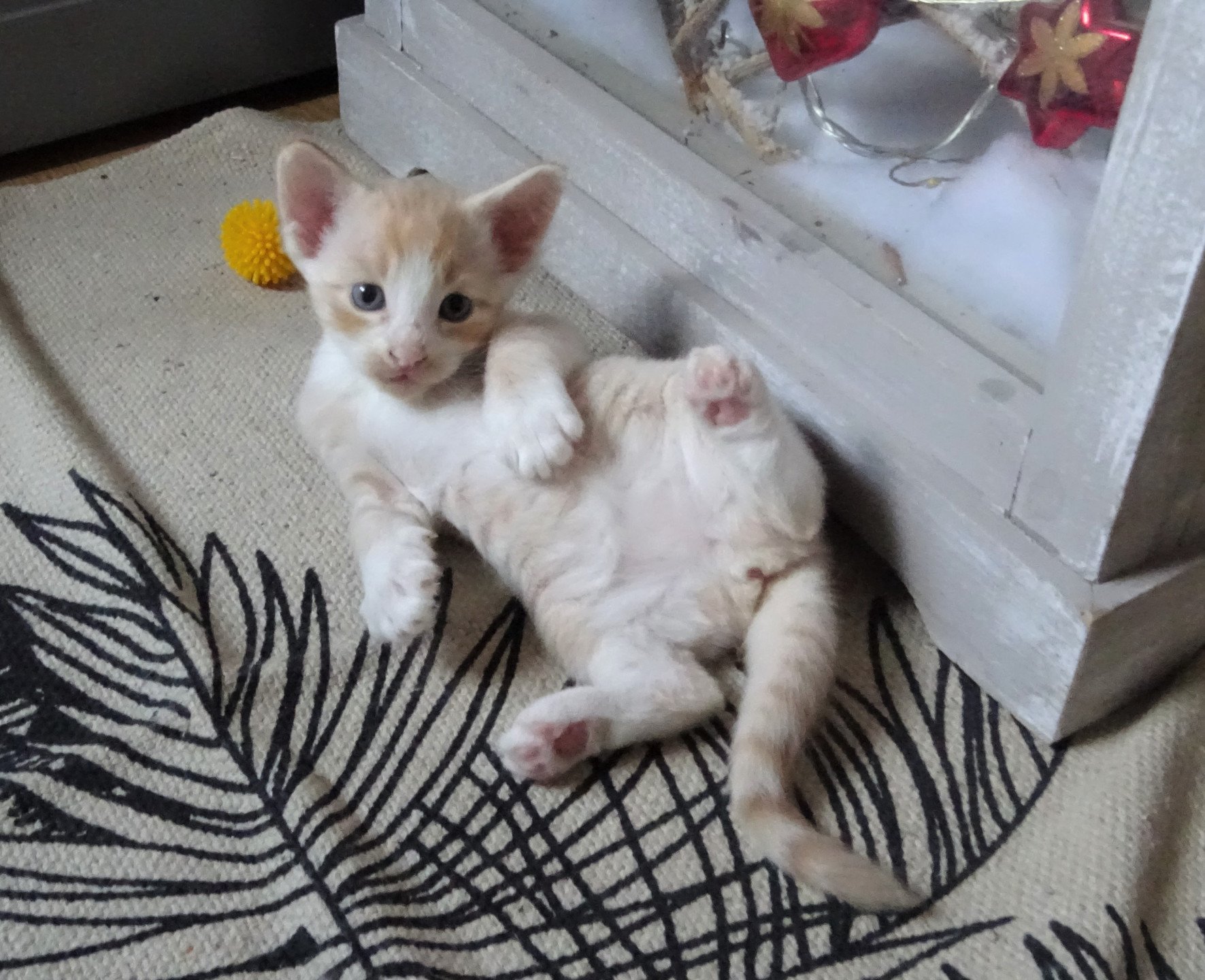 chaton Norvégien red mackerel tabby & blanc Tamara Chatterie des Princes de Norvège