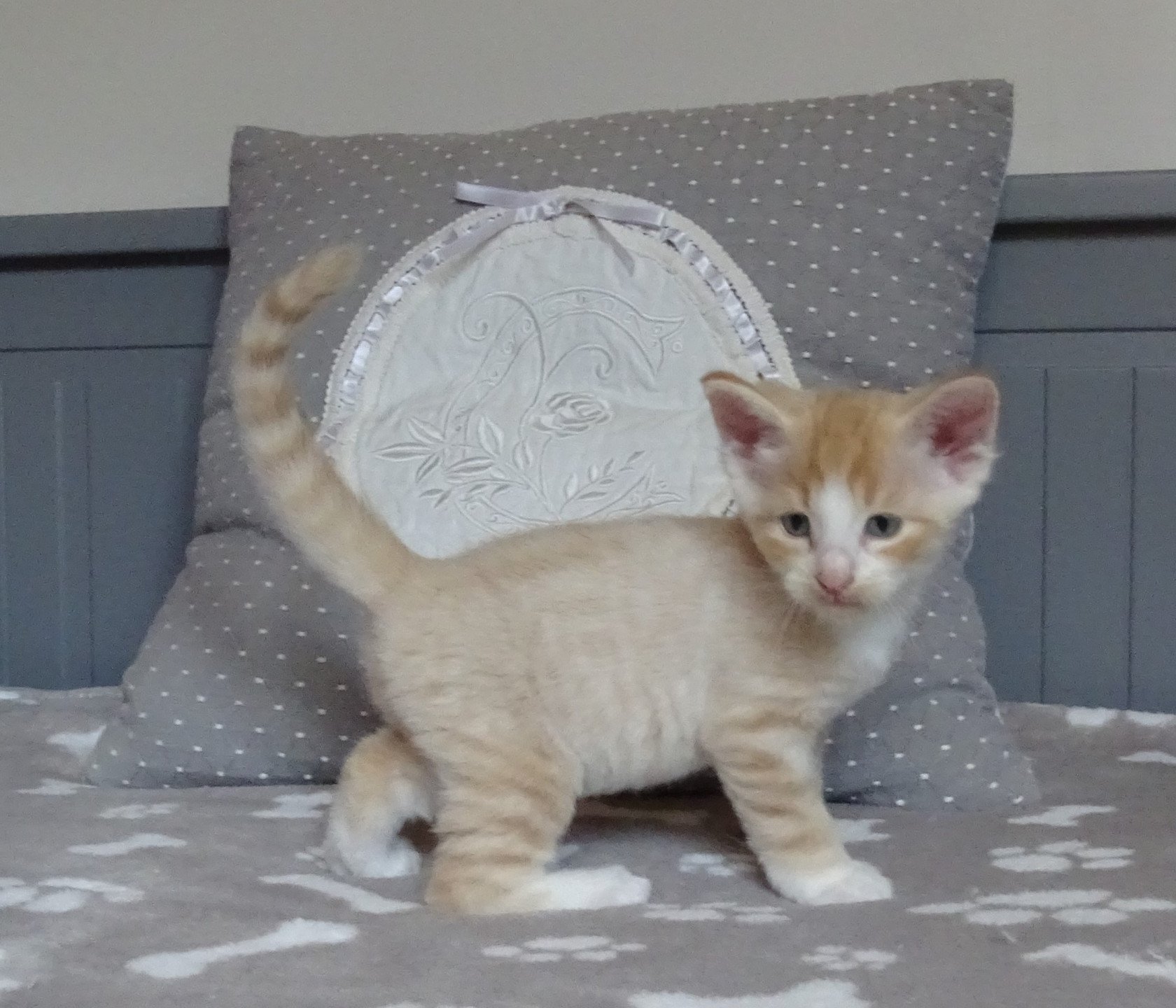 chaton Norvégien red mackerel tabby & blanc Tamara Chatterie des Princes de Norvège