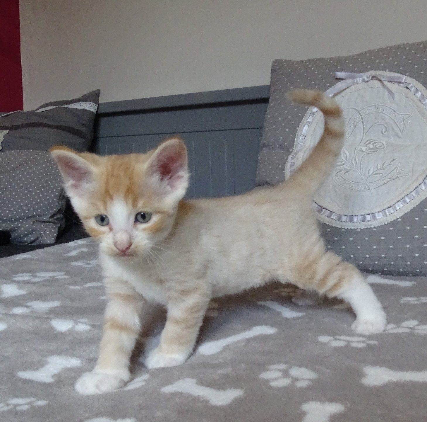 chaton Norvégien red mackerel tabby & blanc Tamara Chatterie des Princes de Norvège