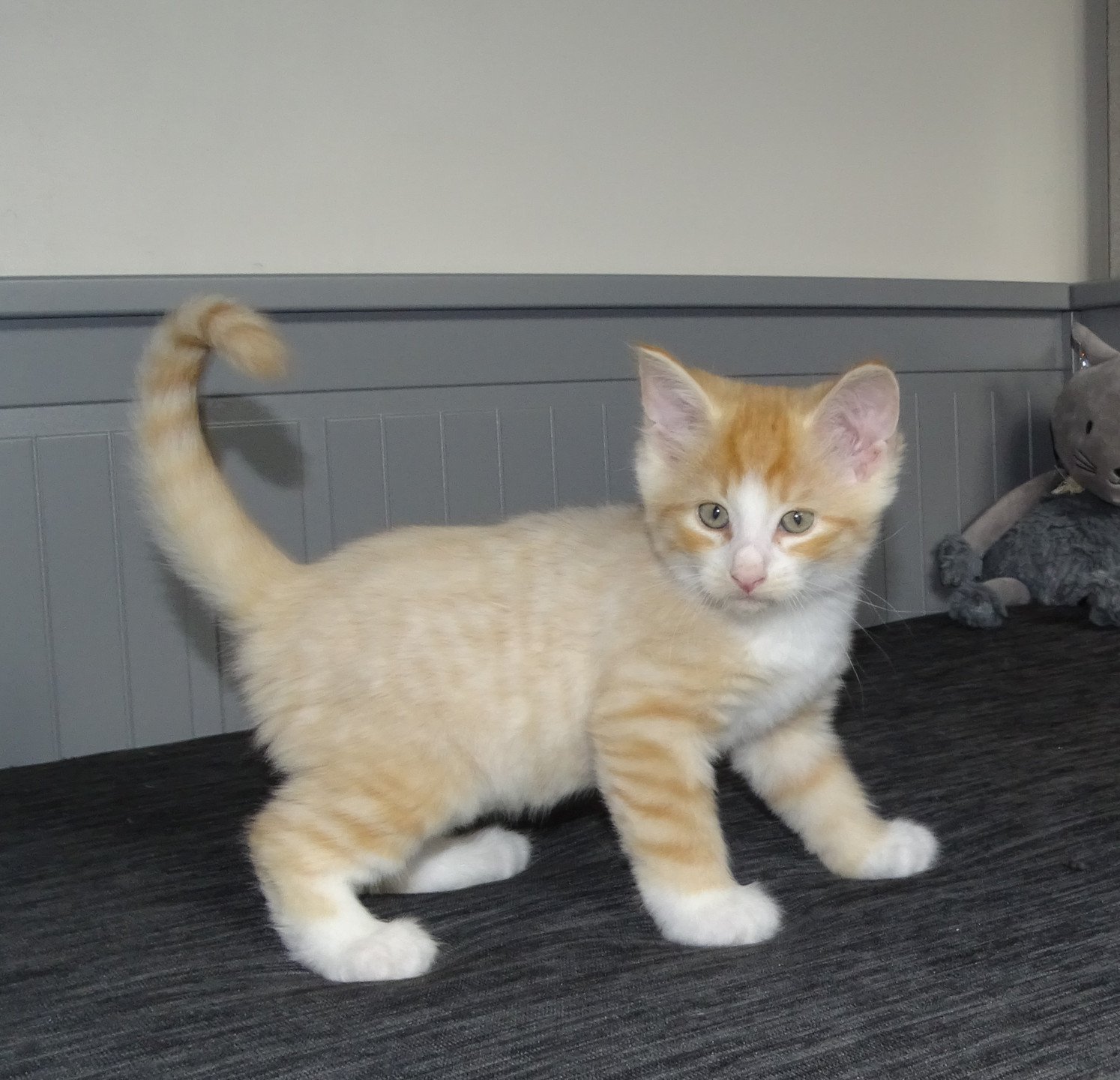 chaton Norvégien red mackerel tabby & blanc Tamara Chatterie des Princes de Norvège