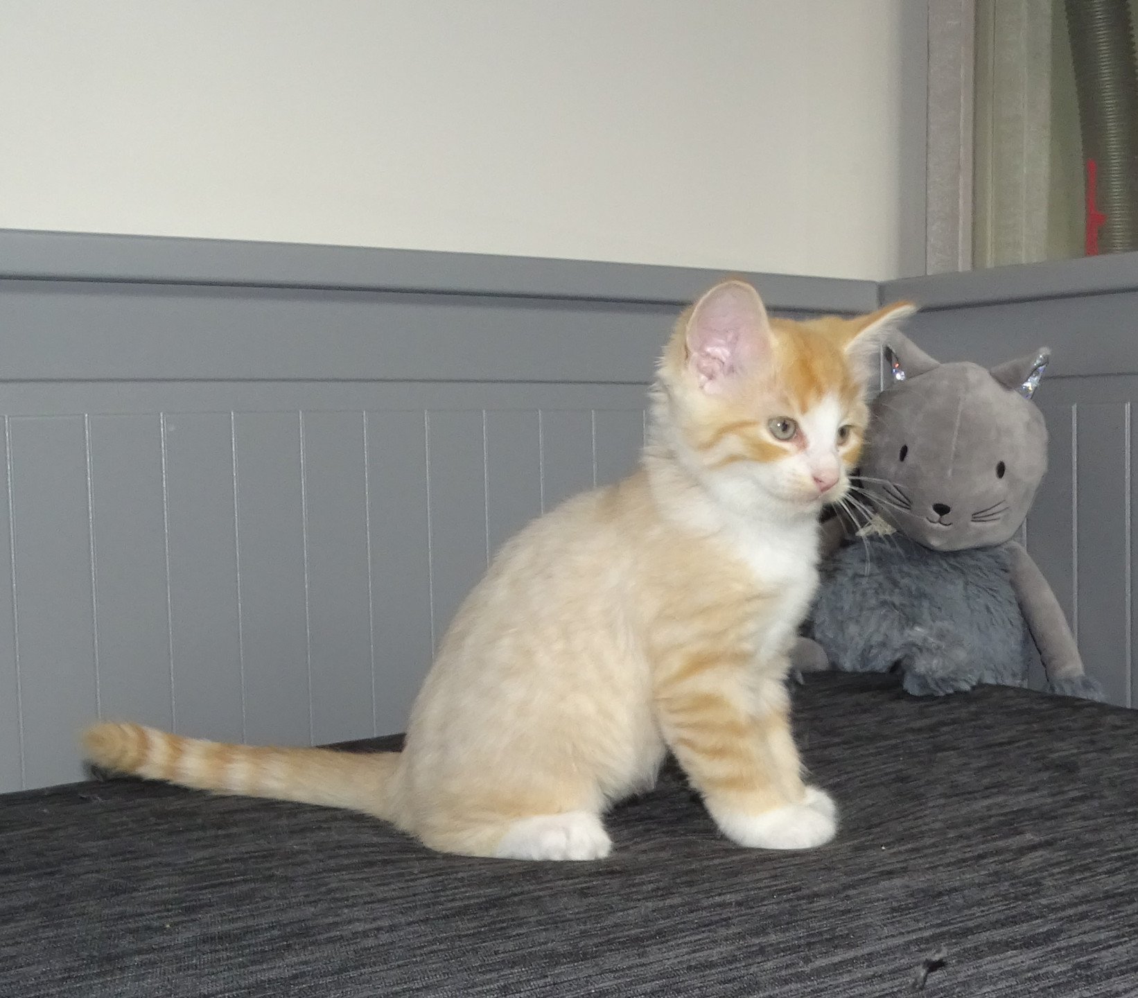 chaton Norvégien red mackerel tabby & blanc Tamara Chatterie des Princes de Norvège