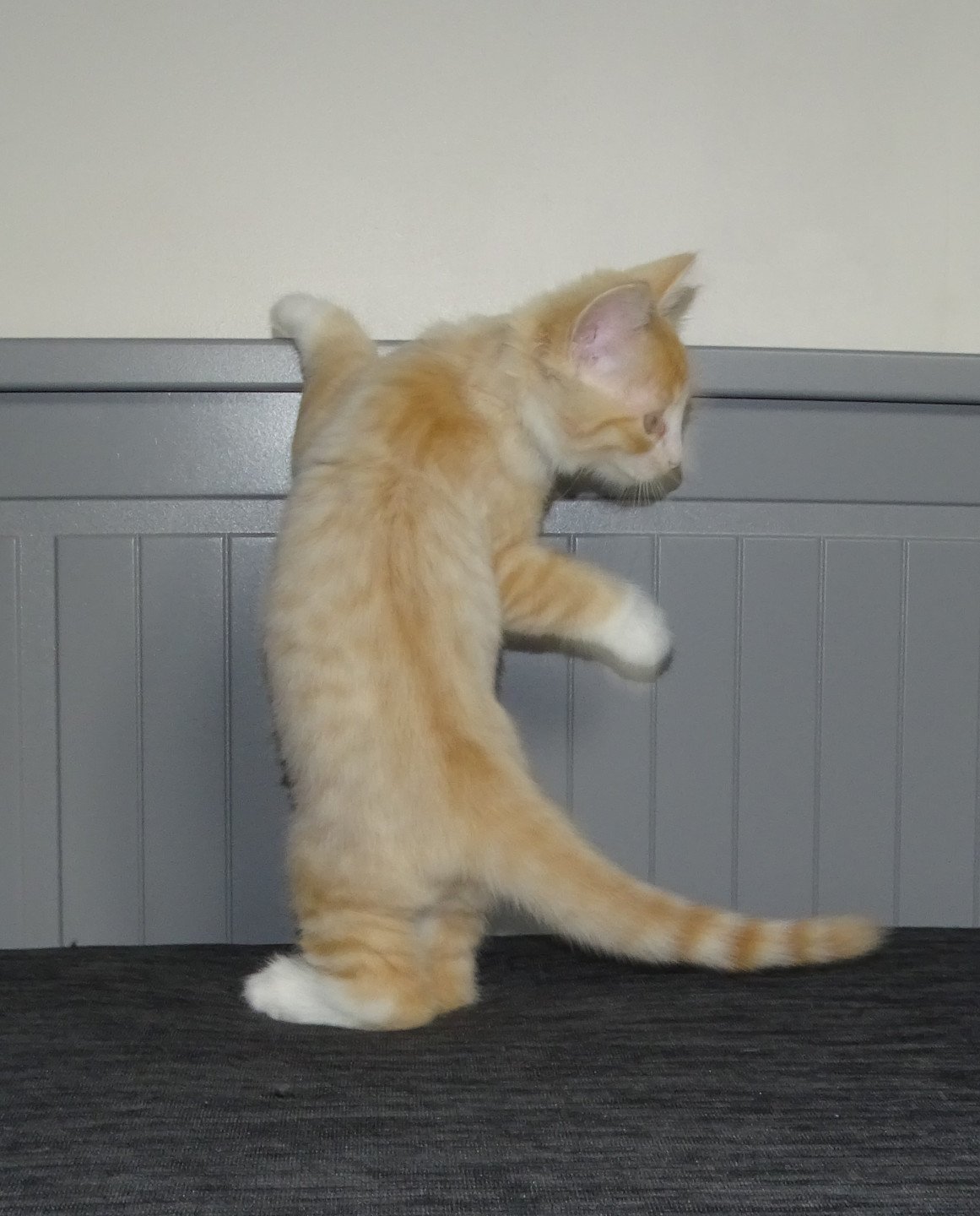 chaton Norvégien red mackerel tabby & blanc Tamara Chatterie des Princes de Norvège