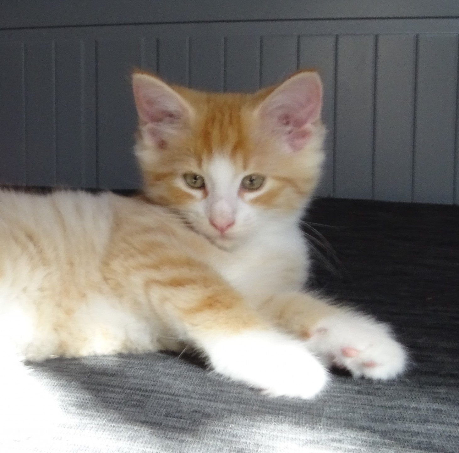 chaton Norvégien red mackerel tabby & blanc Tamara Chatterie des Princes de Norvège