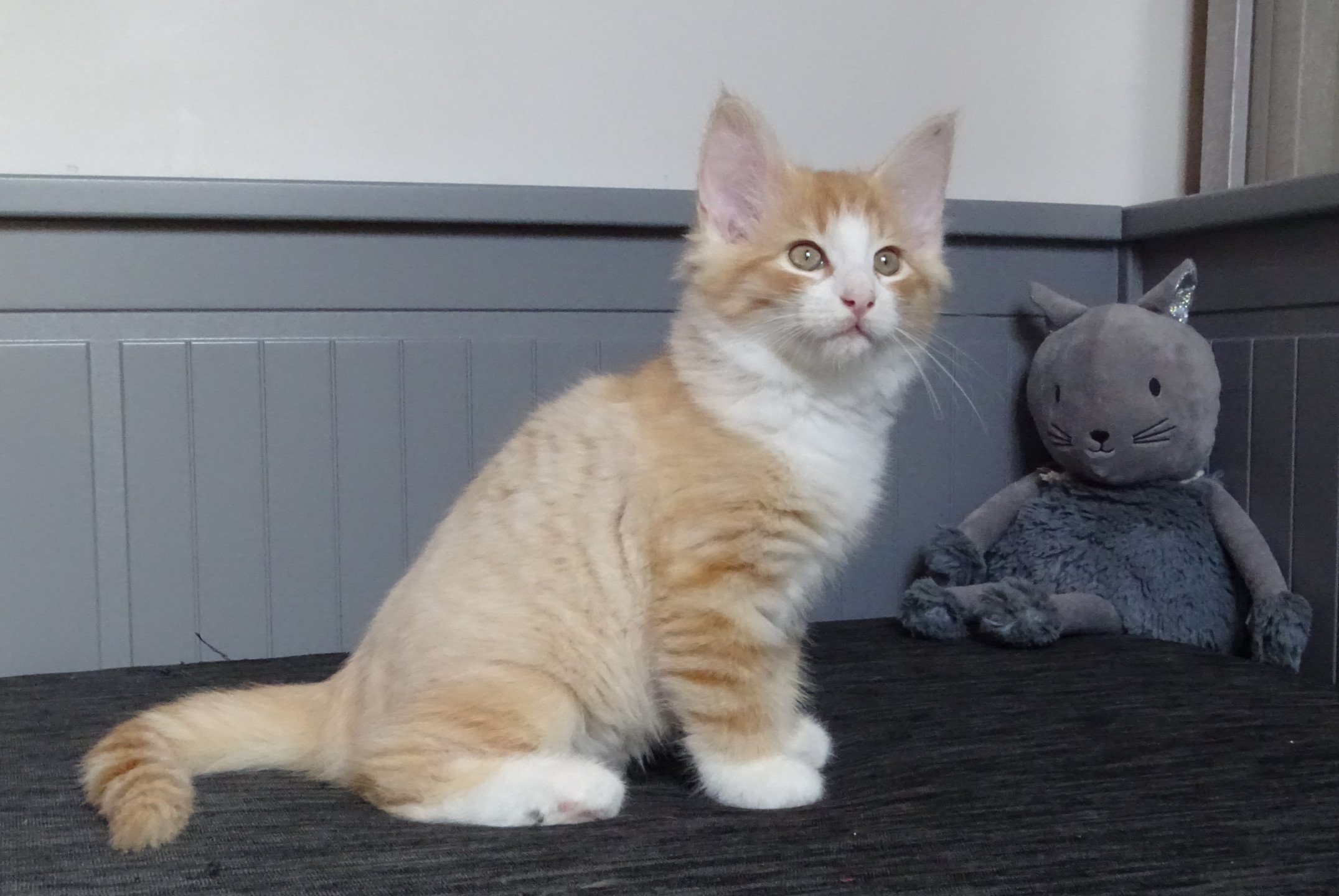 chaton Norvégien red mackerel tabby & blanc Tamara Chatterie des Princes de Norvège