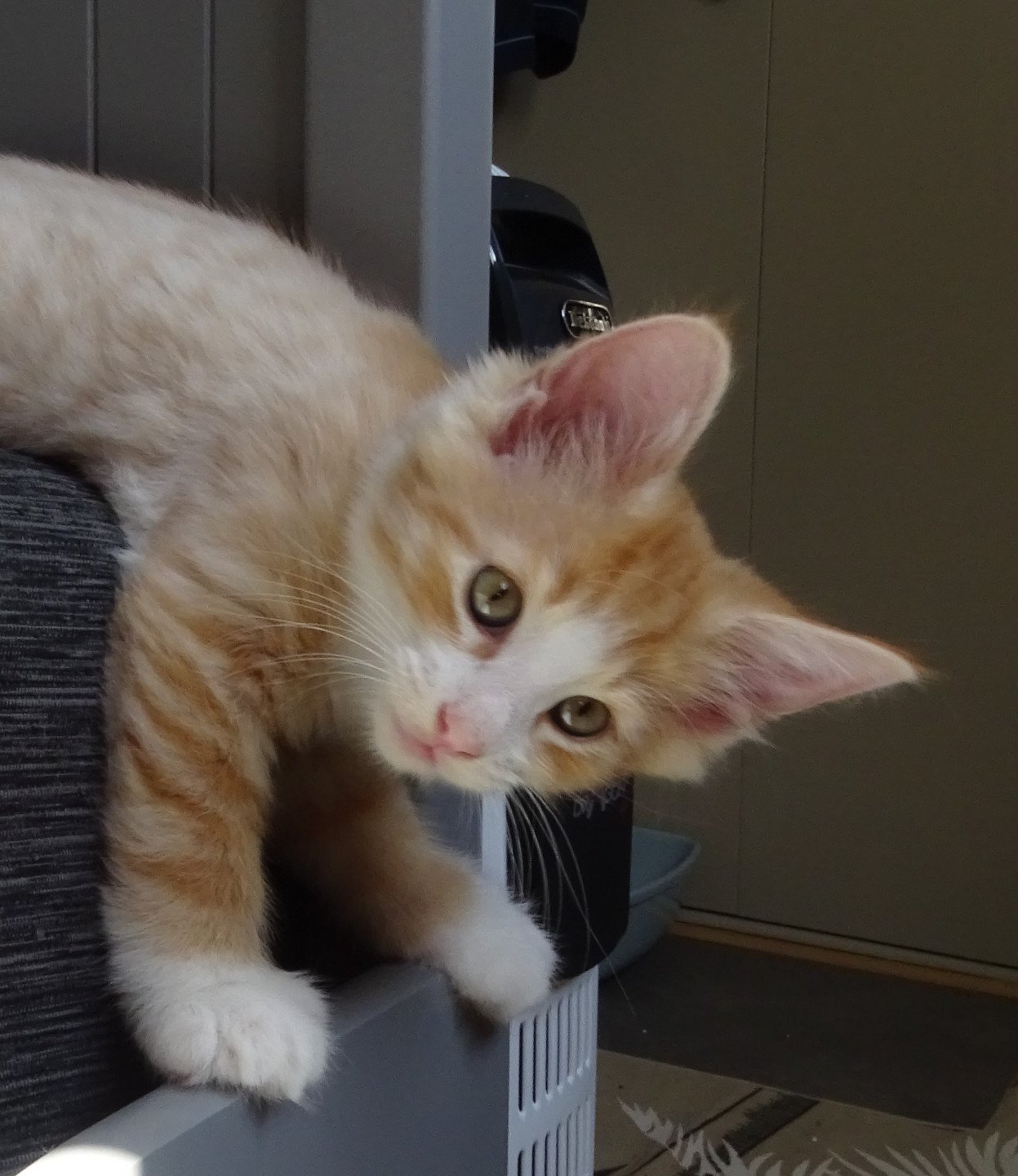 chaton Norvégien red mackerel tabby & blanc Tamara Chatterie des Princes de Norvège