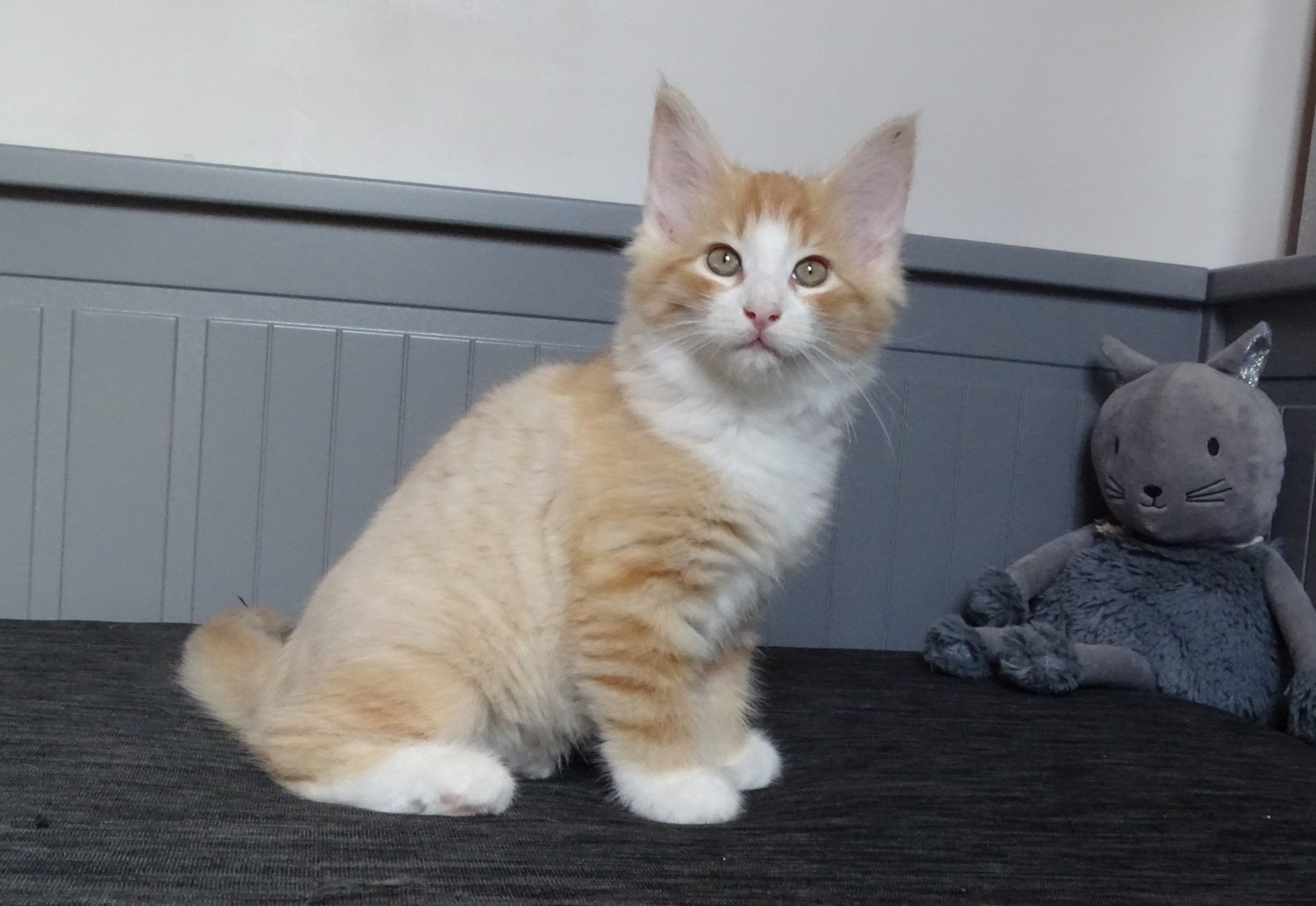 chaton Norvégien red mackerel tabby & blanc Tamara Chatterie des Princes de Norvège