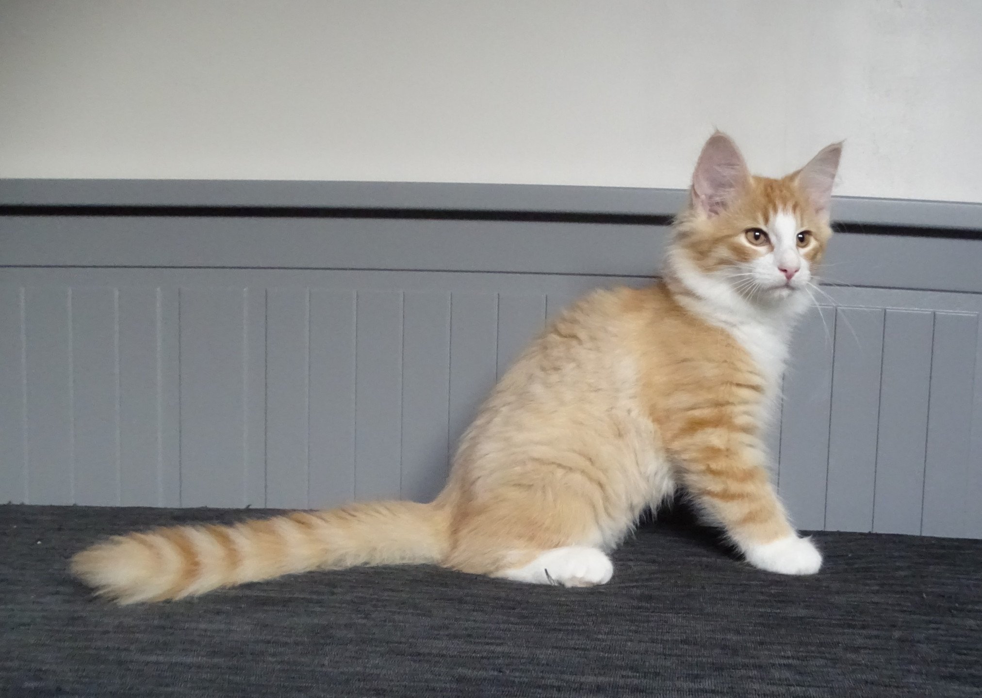 chaton Norvégien red mackerel tabby & blanc Tamara Chatterie des Princes de Norvège