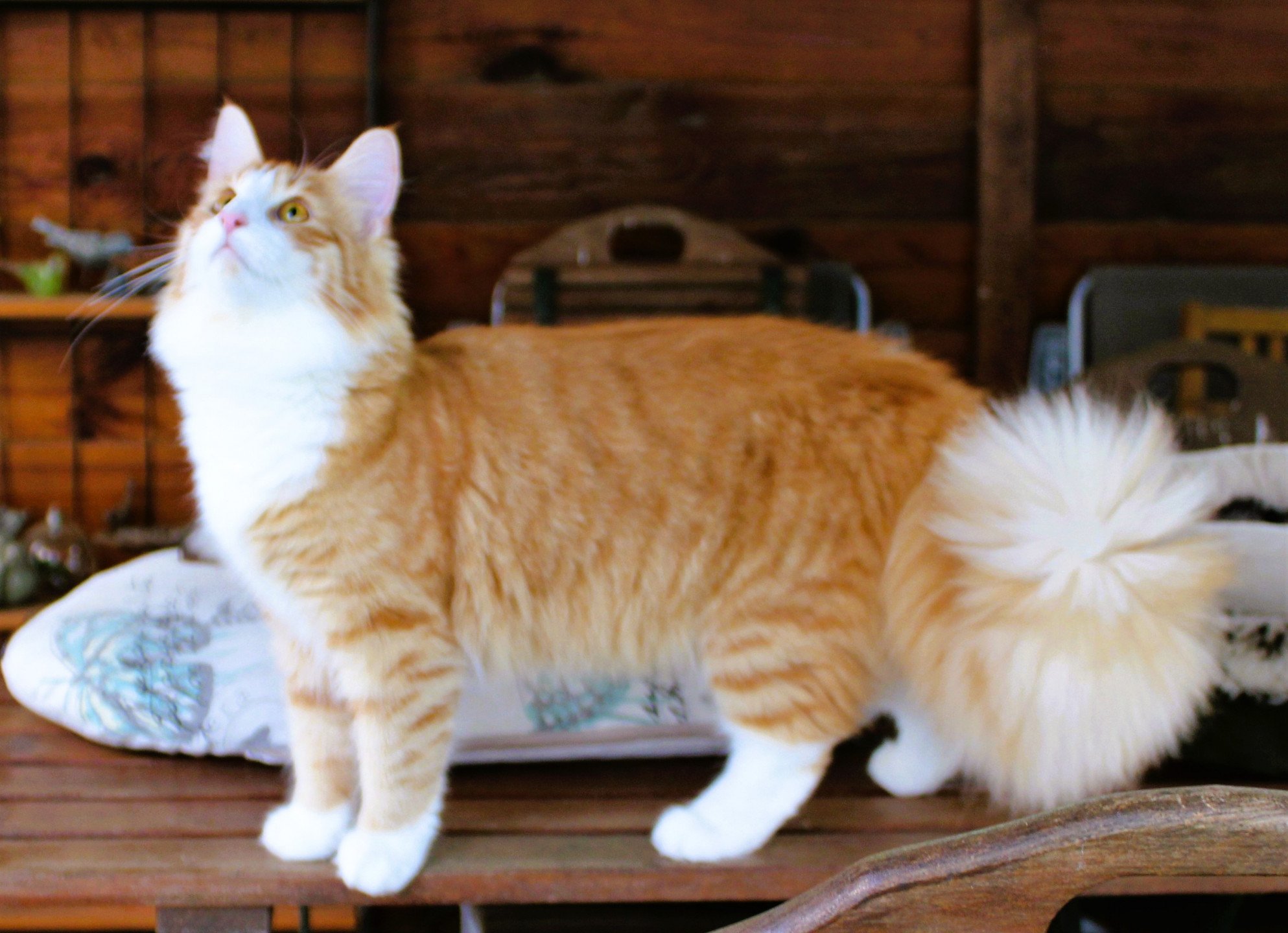 chat Norvégien red mackerel tabby & blanc Tamara Chatterie des Princes de Norvège