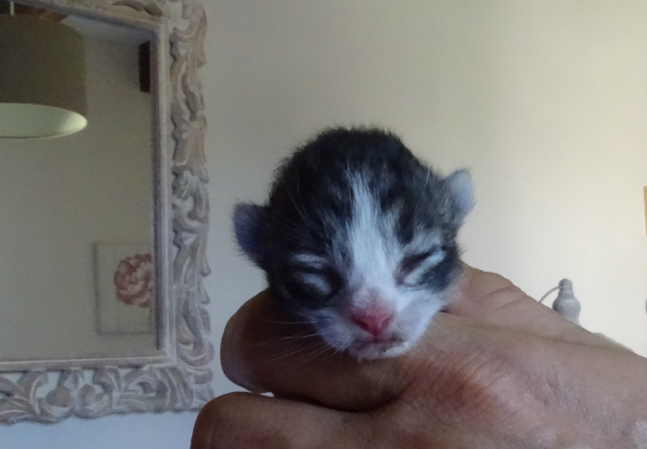 chaton Norvégien brown mackerel tabby & blanc Chatterie des Princes de Norvège