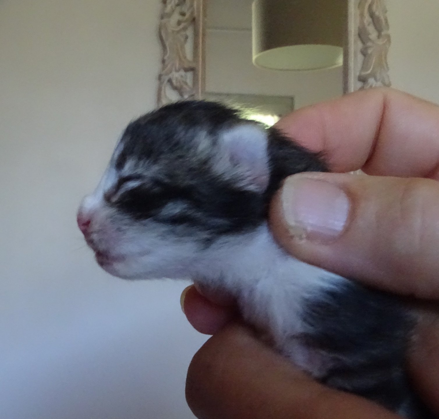 chaton Norvégien brown mackerel tabby & blanc Timéo Chatterie des Princes de Norvège
