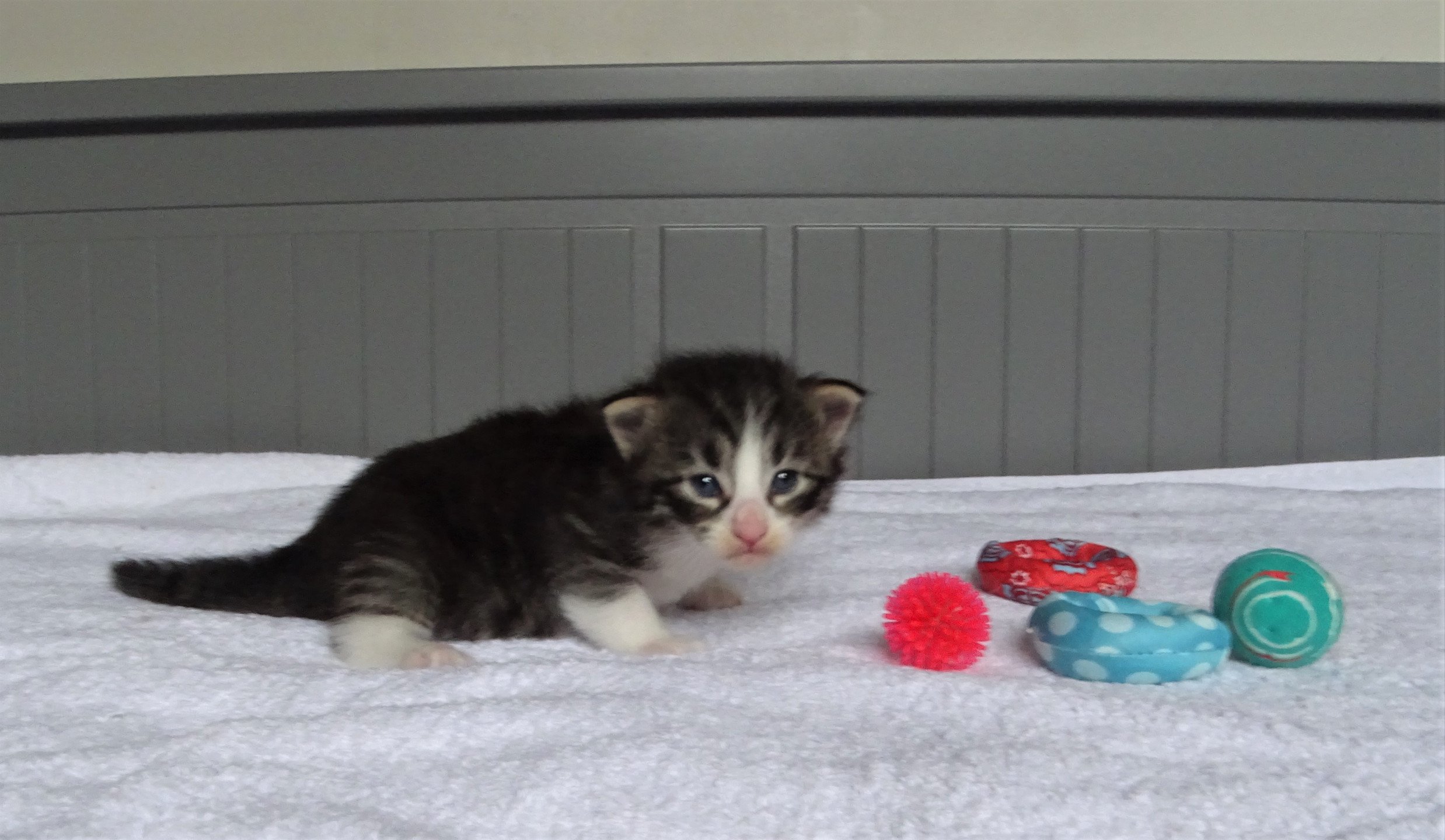chaton Norvégien brown mackerel tabby & blanc Timéo Chatterie des Princes de Norvège