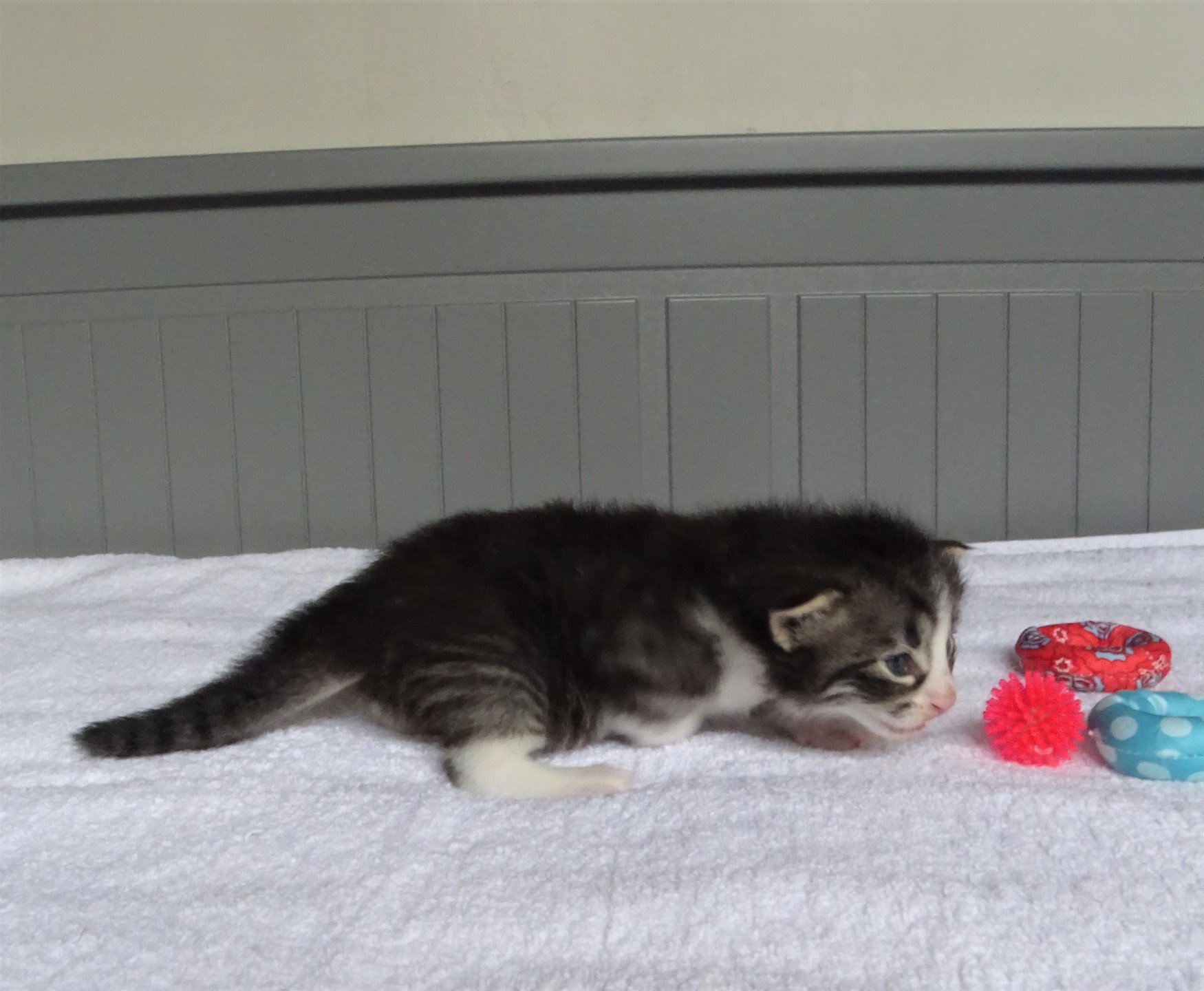 chaton Norvégien brown mackerel tabby & blanc Timéo Chatterie des Princes de Norvège