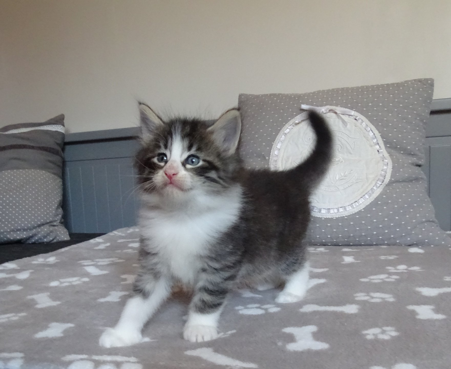 chaton Norvégien brown mackerel tabby & blanc Timéo Chatterie des Princes de Norvège
