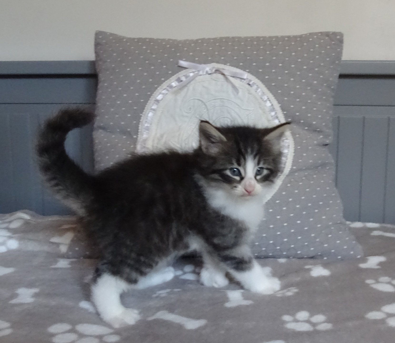 chaton Norvégien brown mackerel tabby & blanc Timéo Chatterie des Princes de Norvège