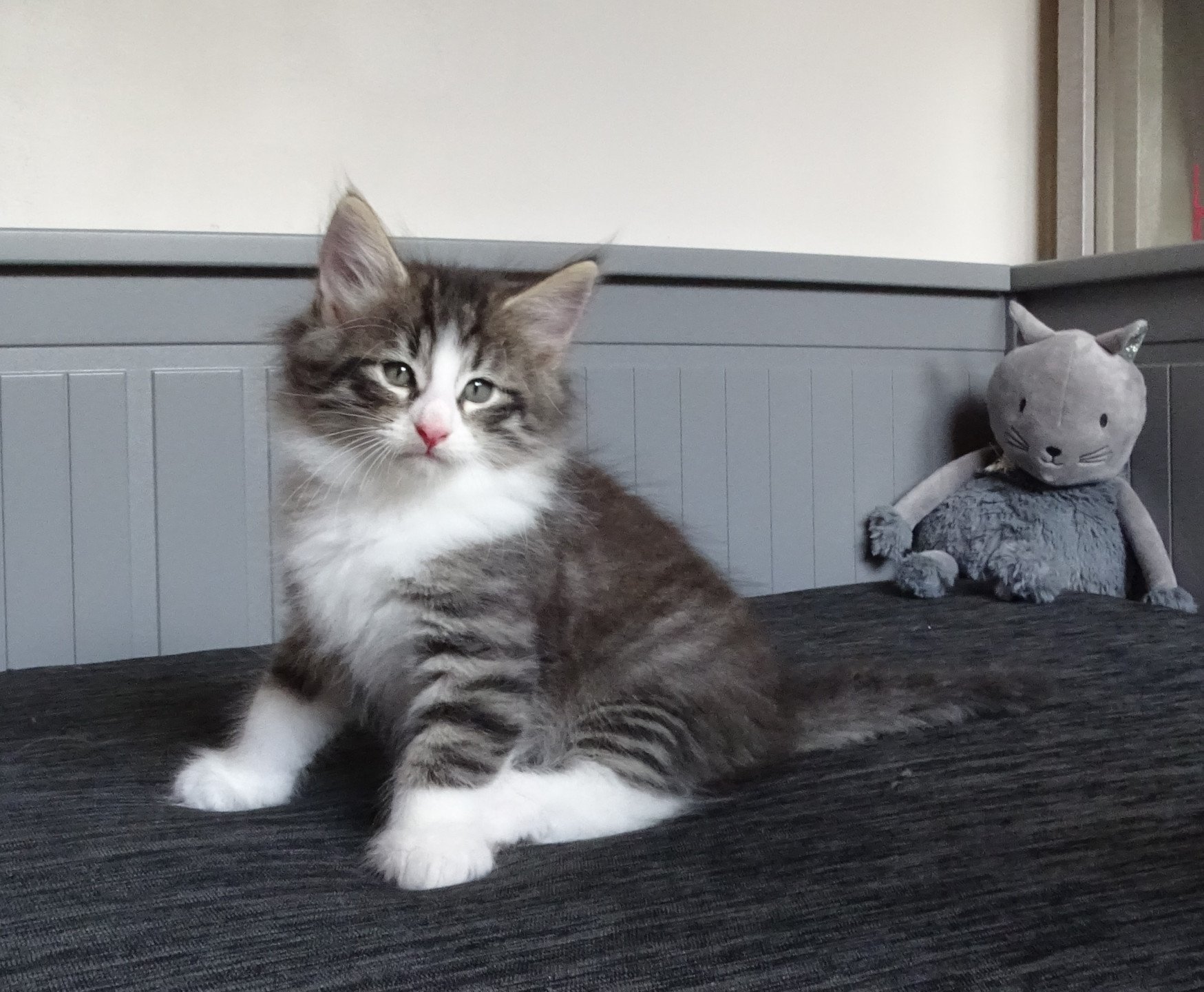 chaton Norvégien brown mackerel tabby & blanc Timéo Chatterie des Princes de Norvège