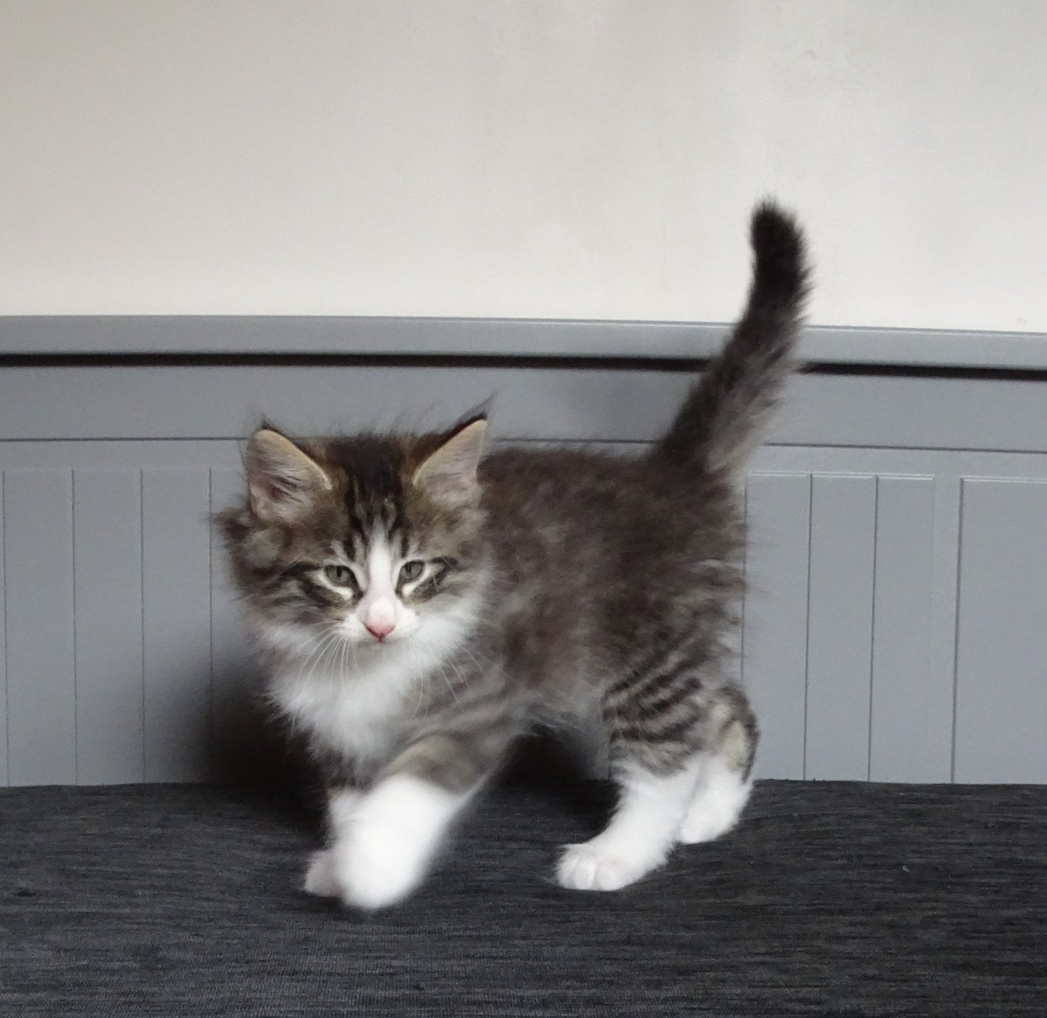 chaton Norvégien brown mackerel tabby & blanc Timéo Chatterie des Princes de Norvège