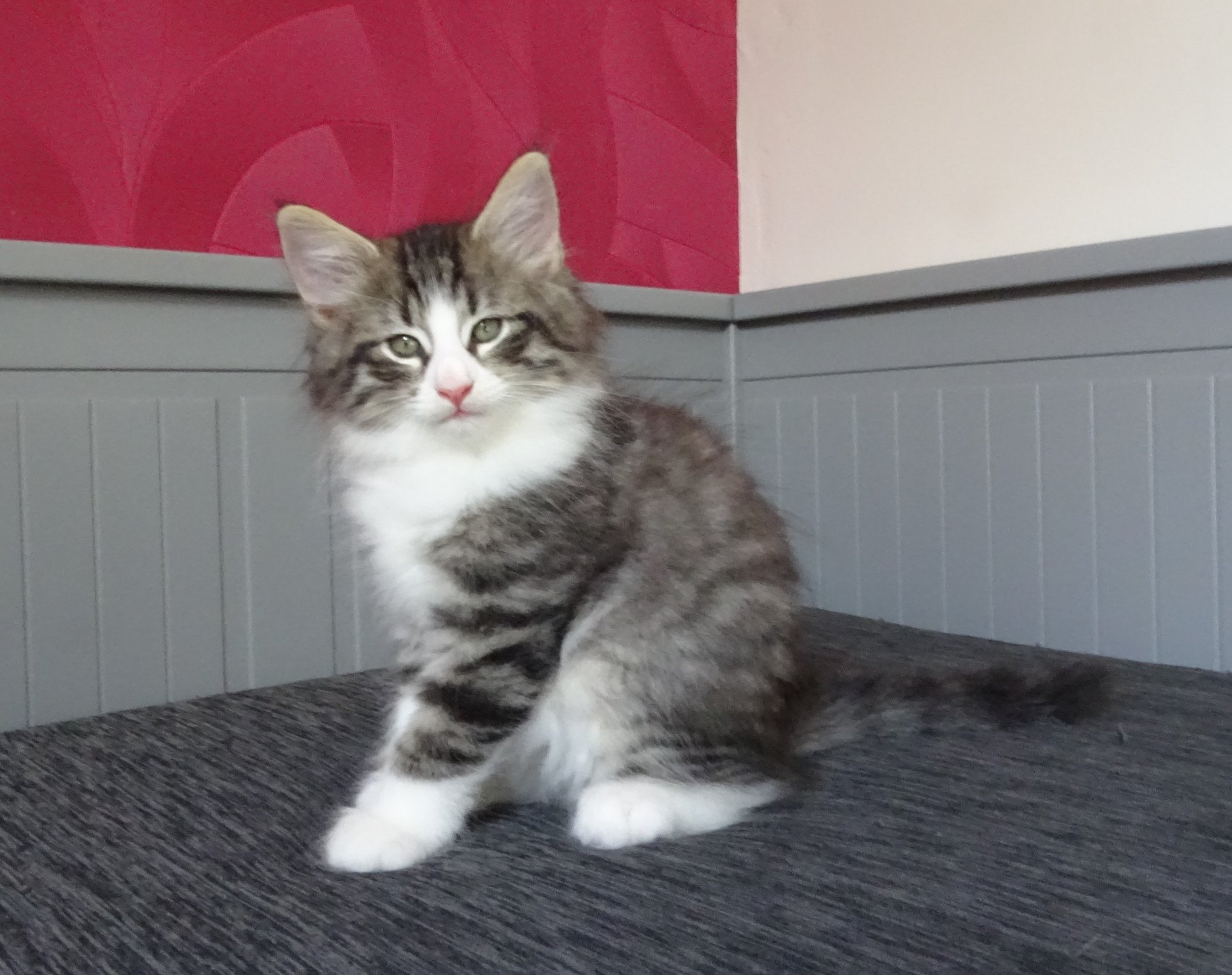 chaton Norvégien brown mackerel tabby & blanc Timéo Chatterie des Princes de Norvège