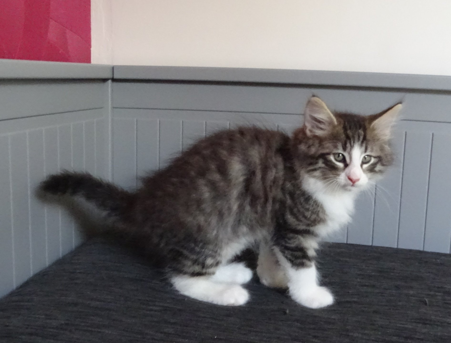 chaton Norvégien brown mackerel tabby & blanc Timéo Chatterie des Princes de Norvège