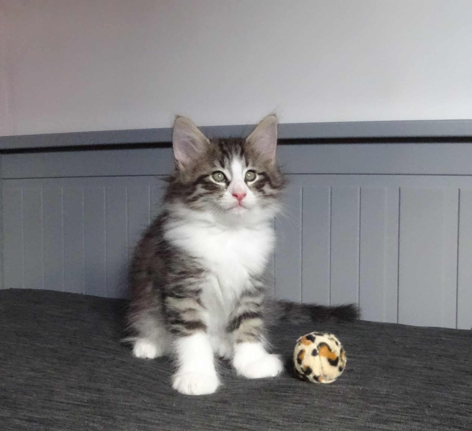 chaton Norvégien brown mackerel tabby & blanc Timéo Chatterie des Princes de Norvège