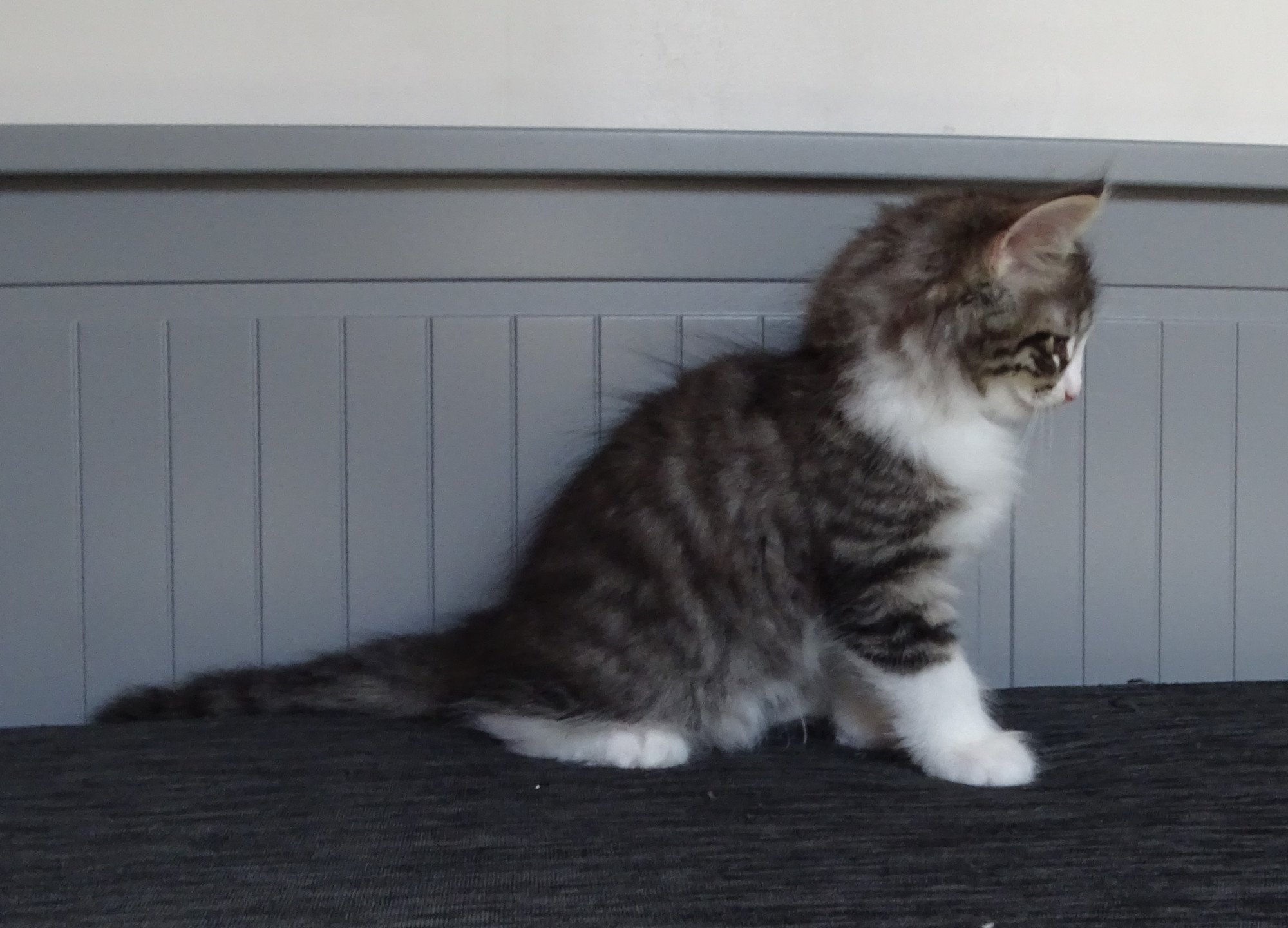 chaton Norvégien brown mackerel tabby & blanc Timéo Chatterie des Princes de Norvège