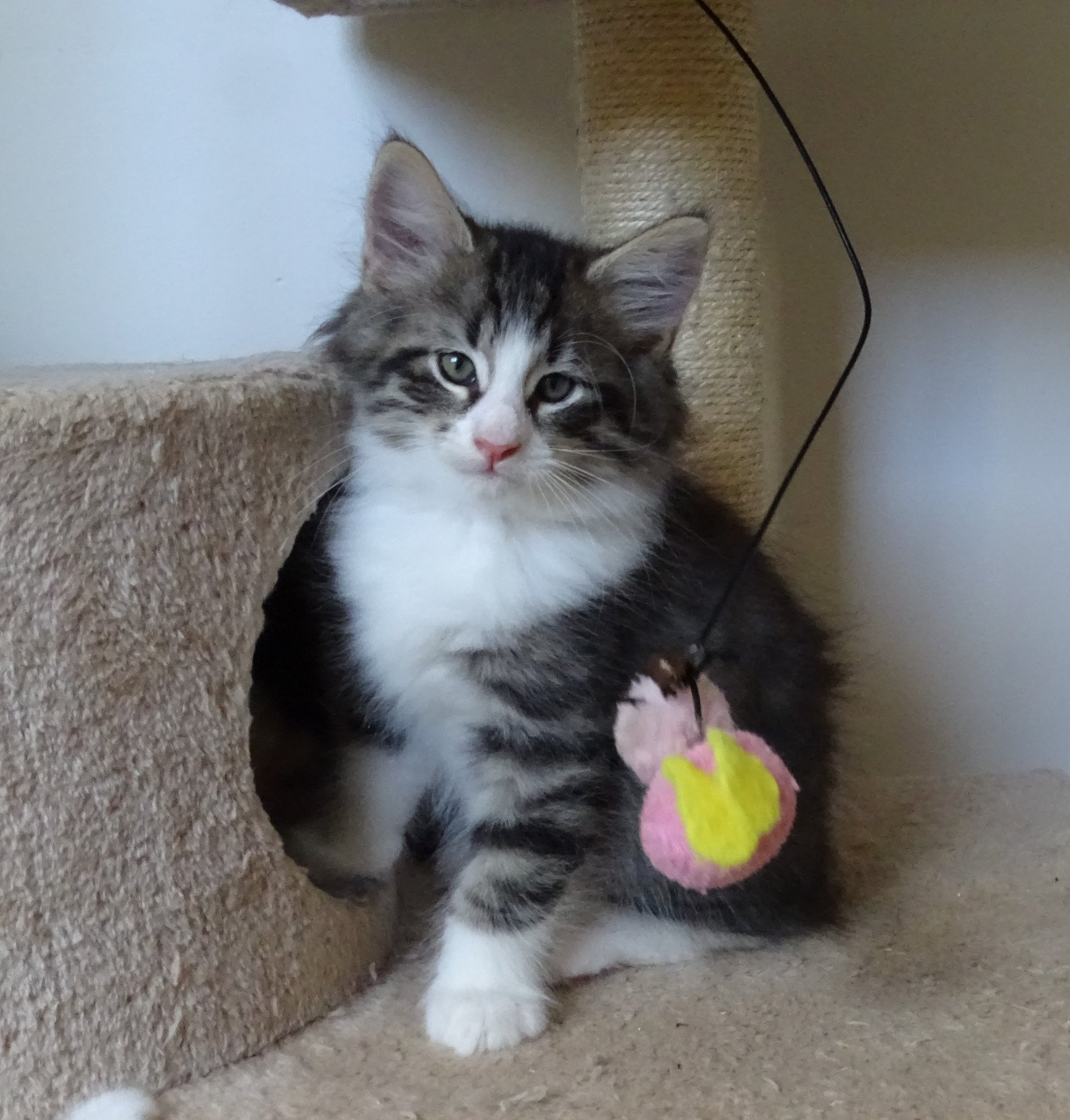 chaton Norvégien brown mackerel tabby & blanc Timéo Chatterie des Princes de Norvège