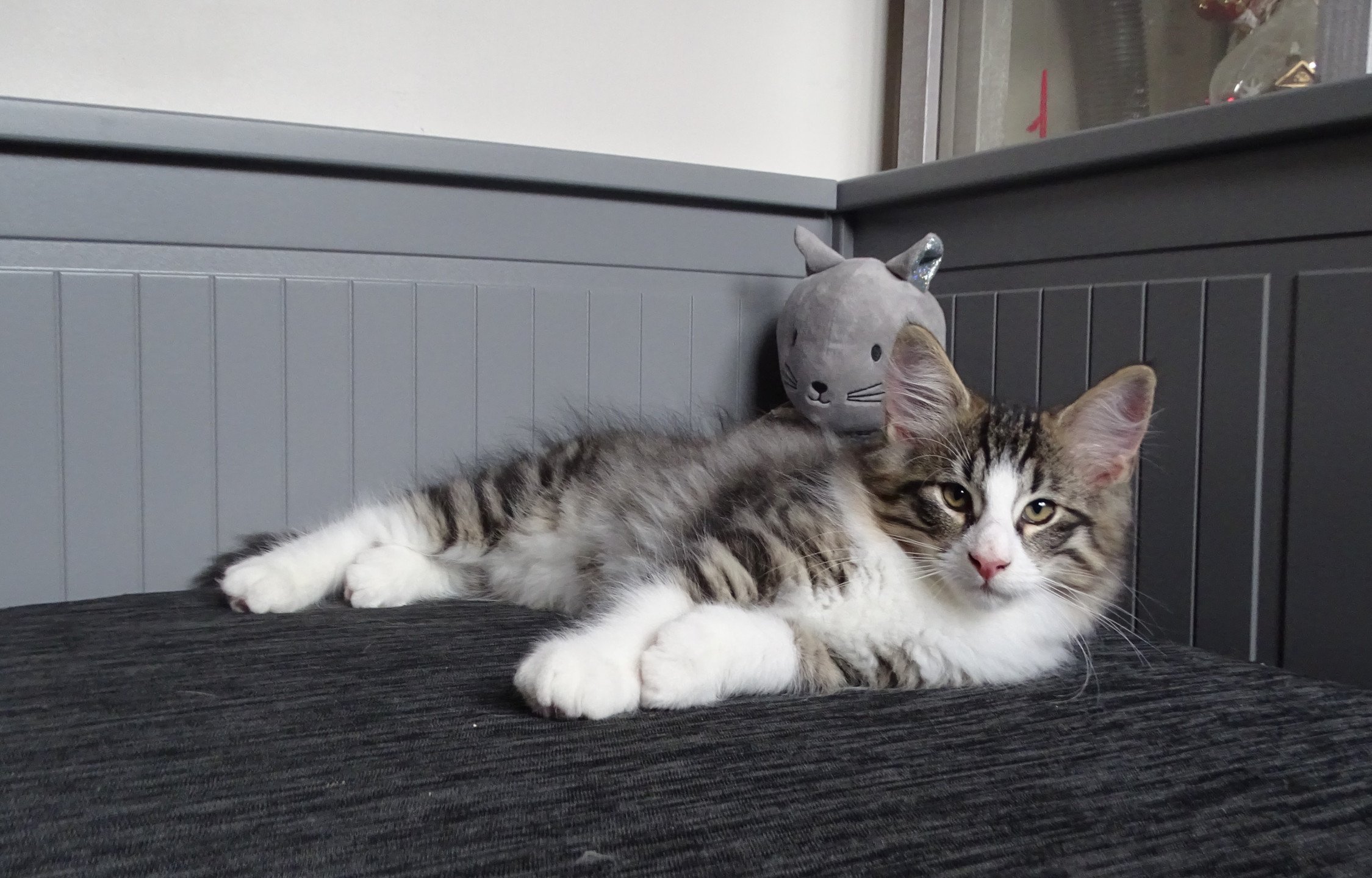 chaton Norvégien brown mackerel tabby & blanc Timéo Chatterie des Princes de Norvège