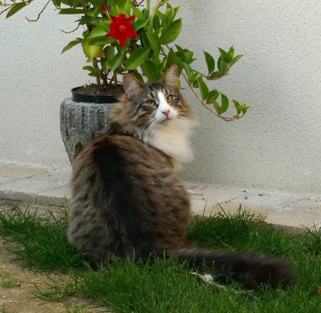 chat Norvégien brown mackerel tabby & blanc Timéo Chatterie des Princes de Norvège