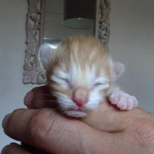 chaton Norvégien red mackerel tabby & blanc Chatterie des Princes de Norvège