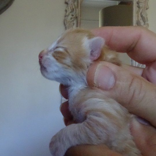 chaton Norvégien red mackerel tabby & blanc Tristan Chatterie des Princes de Norvège