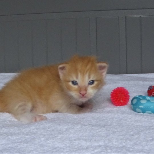 chaton Norvégien red mackerel tabby & blanc Tristan Chatterie des Princes de Norvège