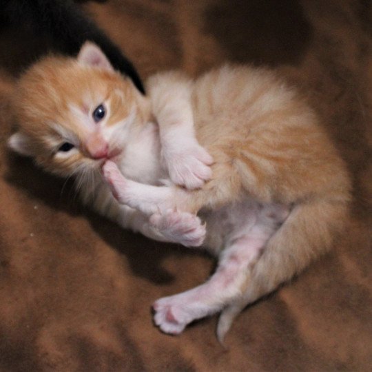 chaton Norvégien red mackerel tabby & blanc Tristan Chatterie des Princes de Norvège