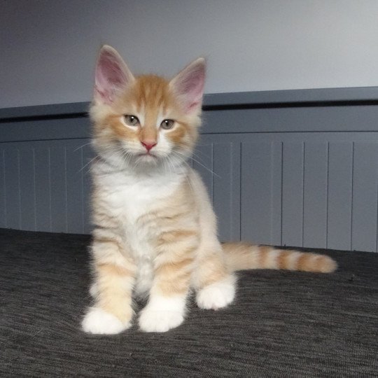 chaton Norvégien red mackerel tabby & blanc Tristan Chatterie des Princes de Norvège