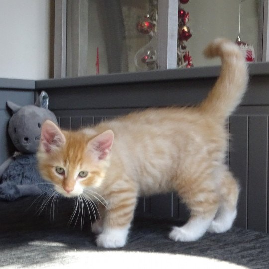 chaton Norvégien red mackerel tabby & blanc Tristan Chatterie des Princes de Norvège