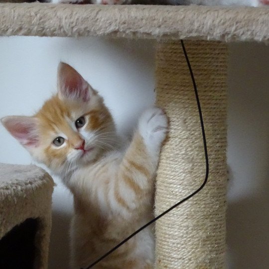 chaton Norvégien red mackerel tabby & blanc Tristan Chatterie des Princes de Norvège